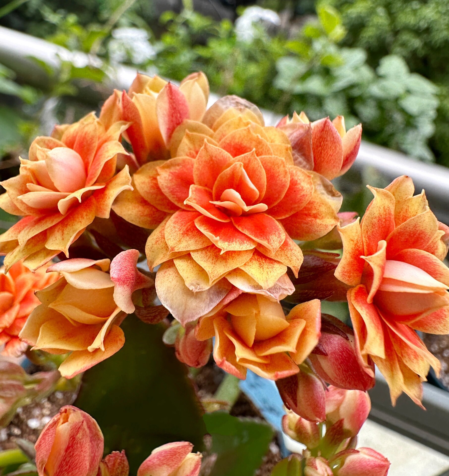 长寿花 极光 是不是还有一个名字叫橙色极光变色呀?