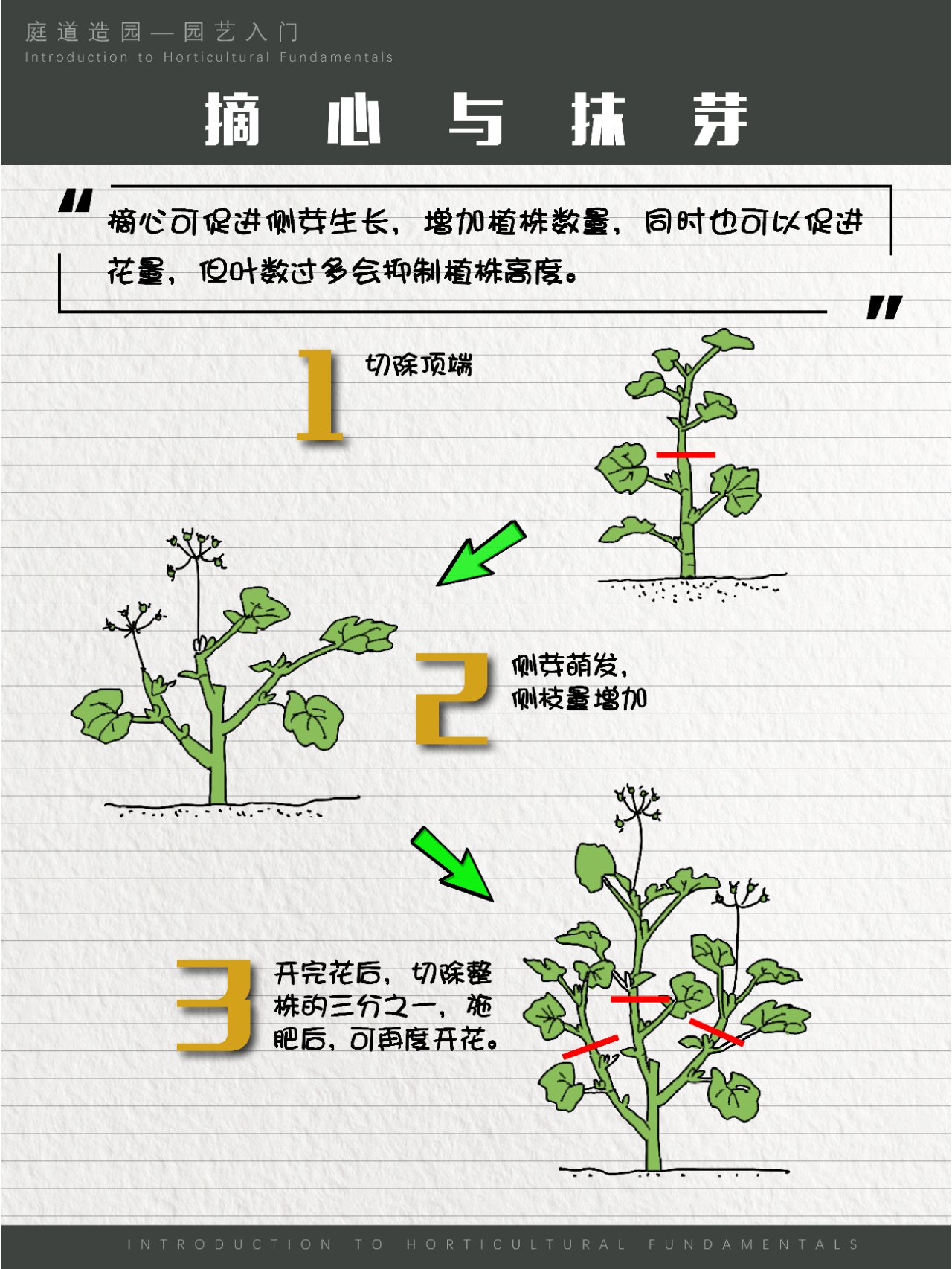 摘心对植物的影响有哪些 本篇内容来自"极简园艺入门"转载请备注出处