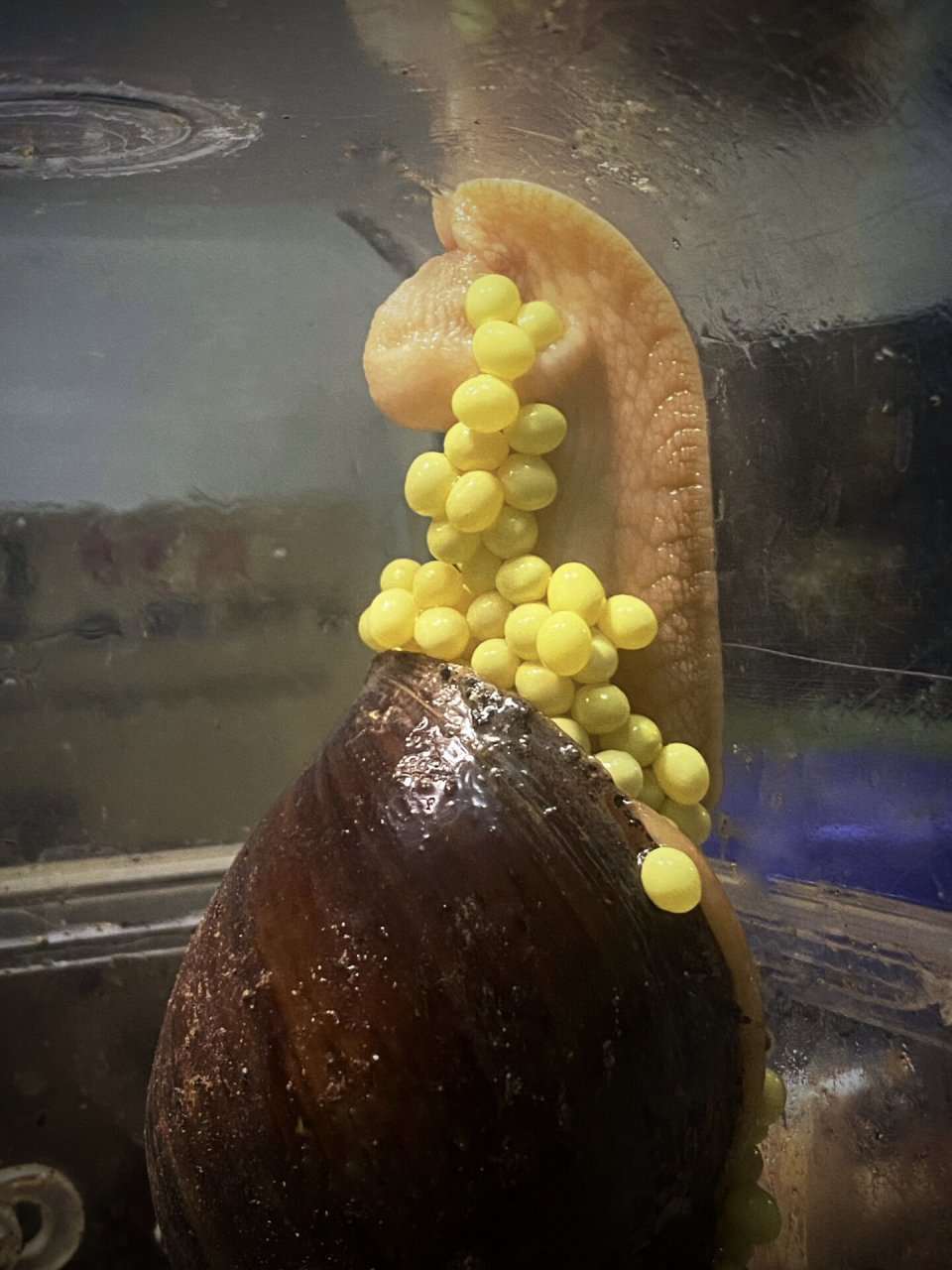 白玉蜗牛第一次下蛋啦!