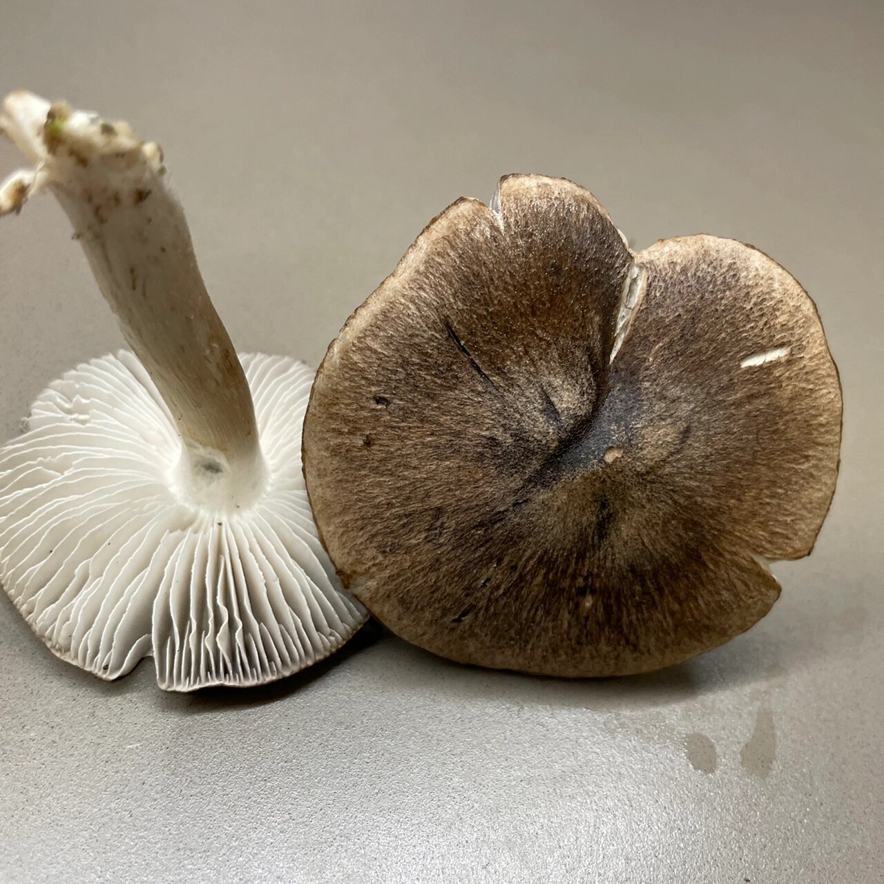 野生蘑菇# #海外生活# #采蘑菇# 草坪一颗松树下看到了一群这样的