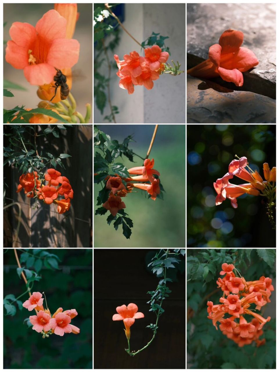 富士日记|凌霄花特写篇(附直出参数) 哈喽,我是claire梓木91.