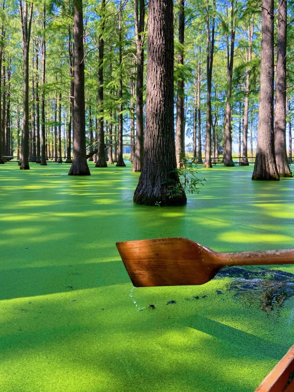 扬州旅游|水上森林|渌洋湖湿地公园 99扬州市江都区江龙公路邵伯镇