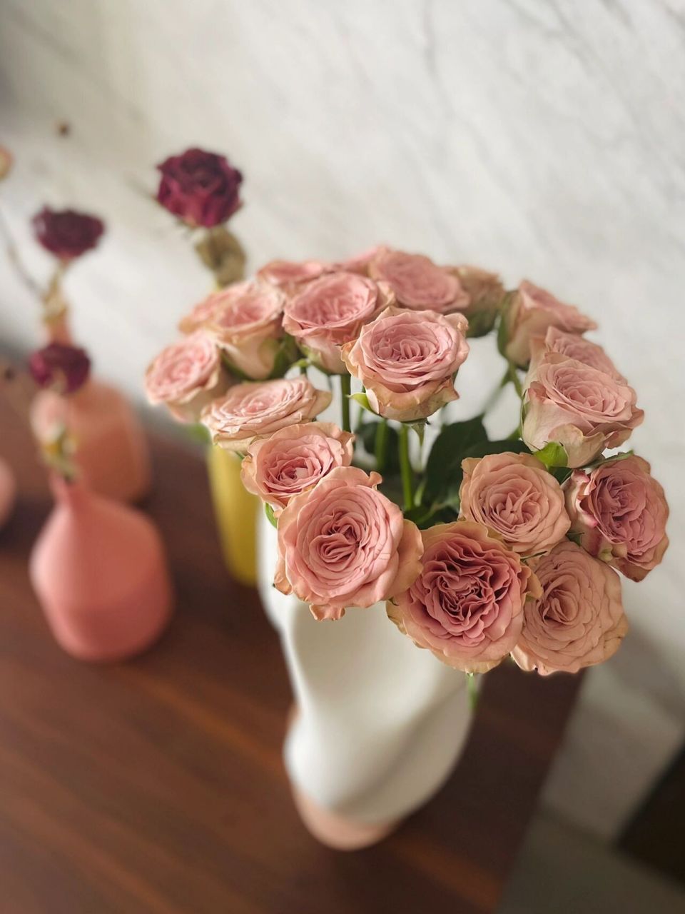 【佛系养花】潘多拉山地玫瑰——半永久卡布        	 自从把家里的