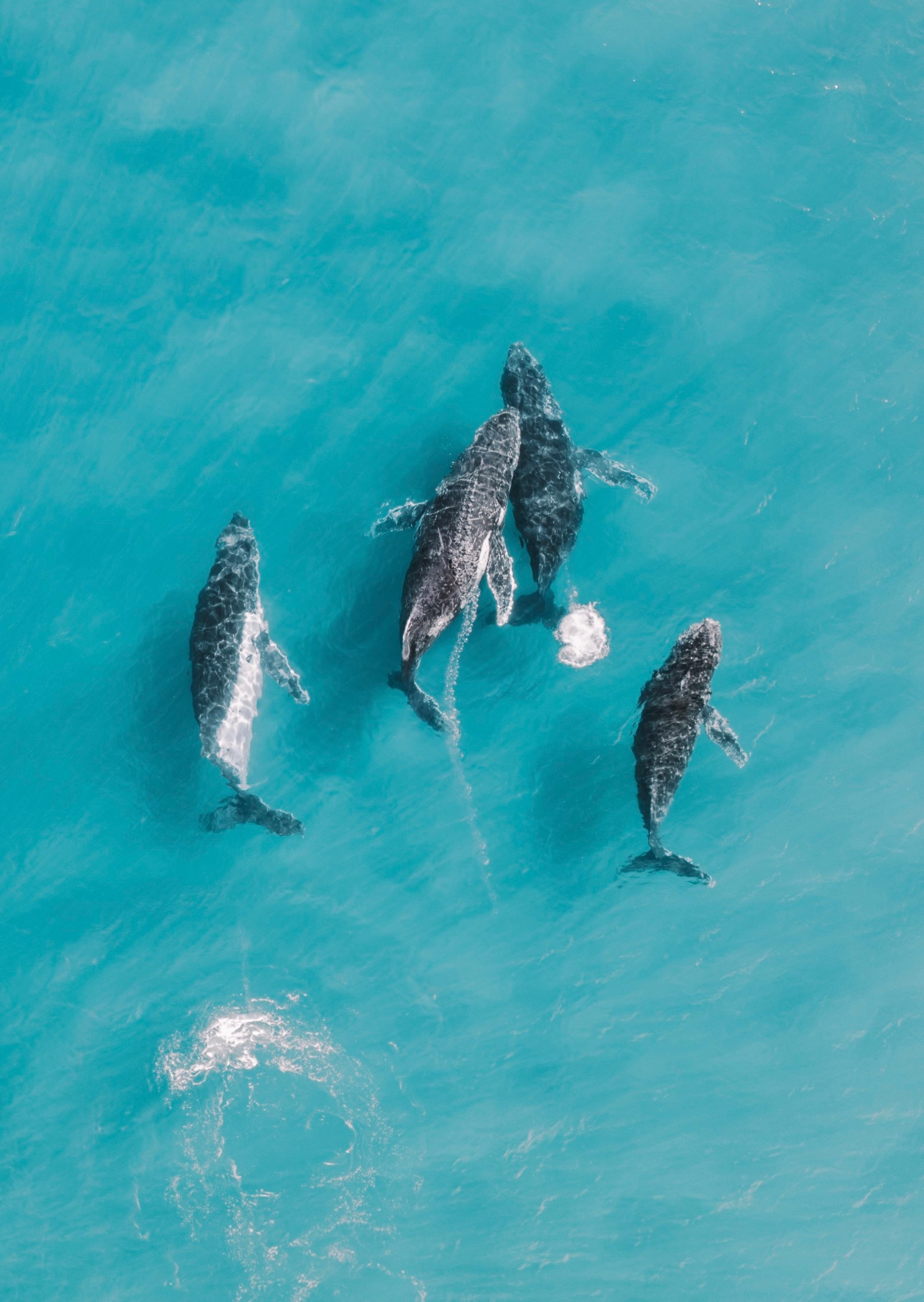 鲸鱼海洋航拍大海航拍图片海洋鱼群鱼群图片海洋鱼群图片大海航拍航拍