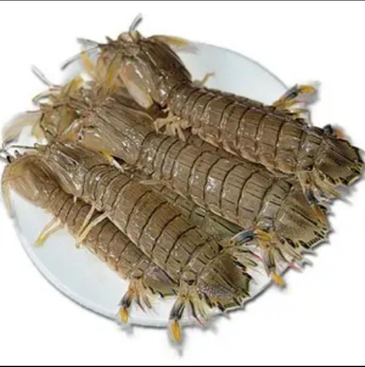 濑尿虾  皮皮虾 究竟有什么关联?