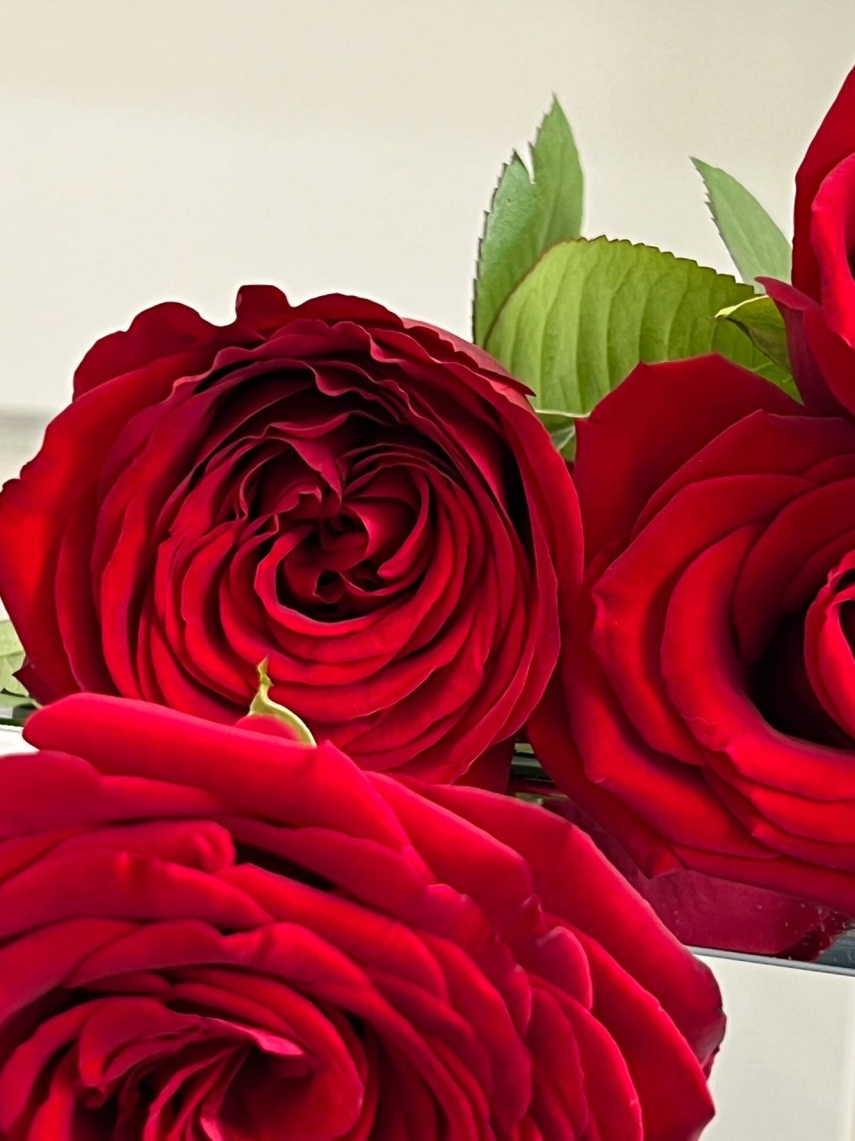今年花型最美的红玫瑰〈娜欧米〉 吹爆这款玫瑰,花型真的美爆,个头