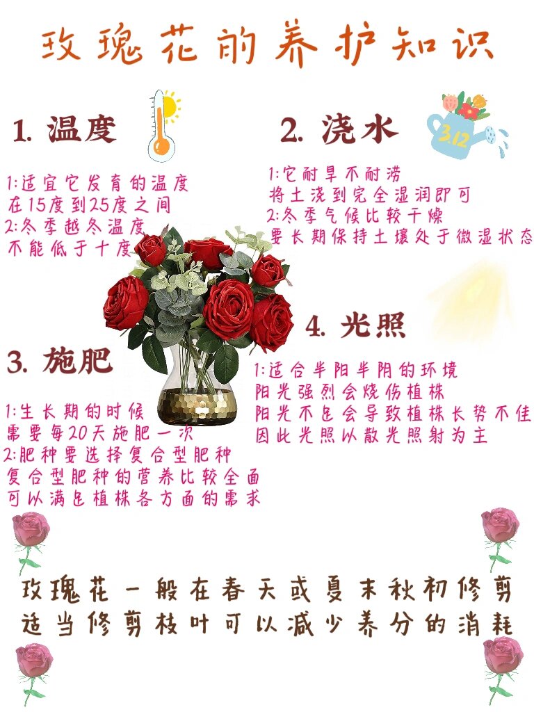 玫瑰花生长温度图片