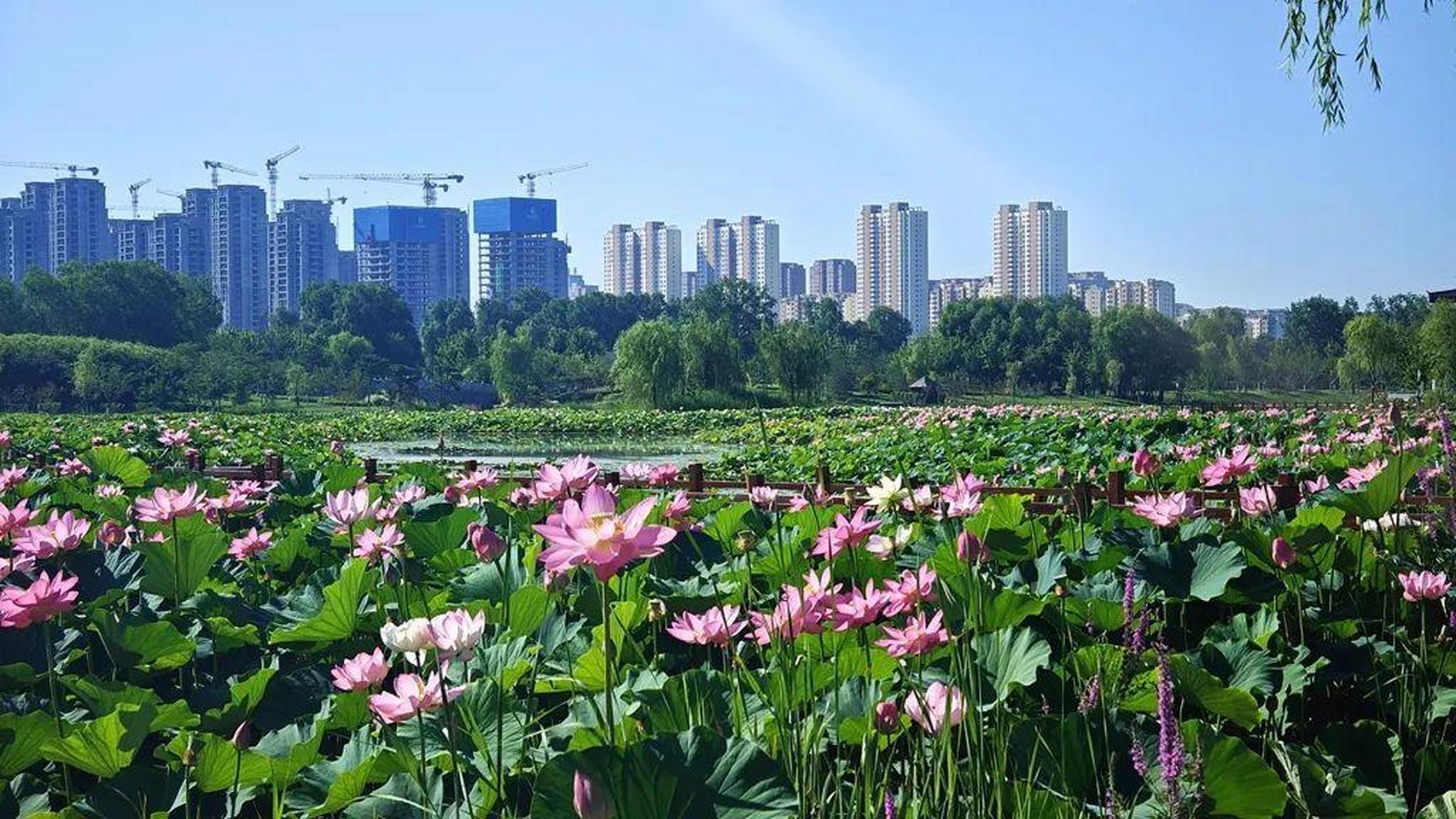 漳泽湖湿地图片