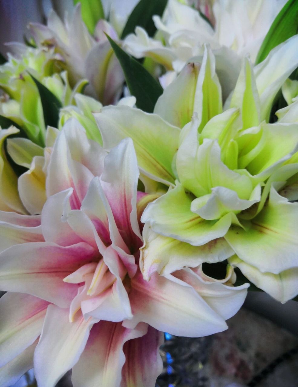 萨拉重瓣百合 一支上面有粉有绿,还有麻麻点,好特别的百合.