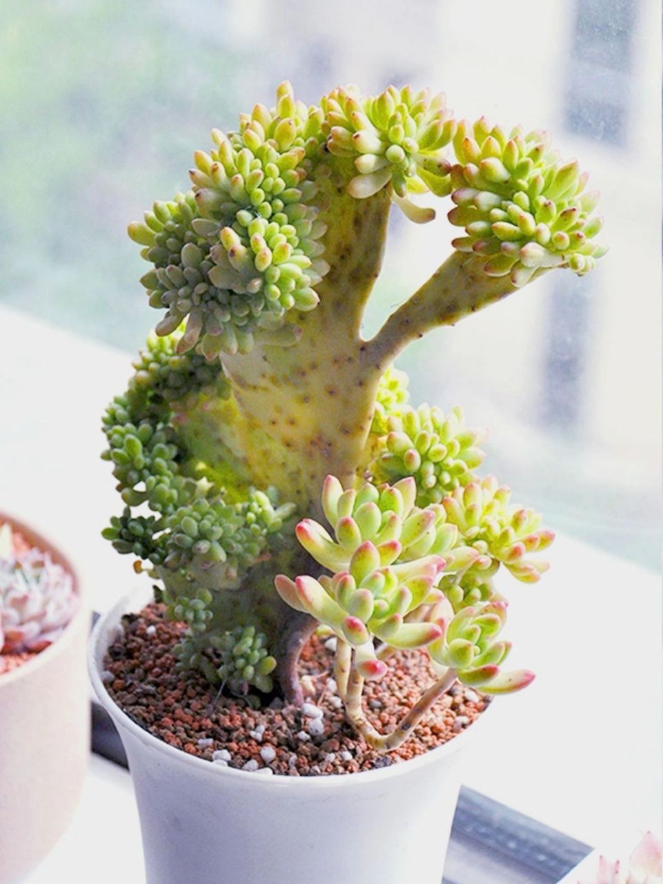 春萌多肉缀化,你怎么可以那么可爱91 对于部分养多肉的友友,新奇有