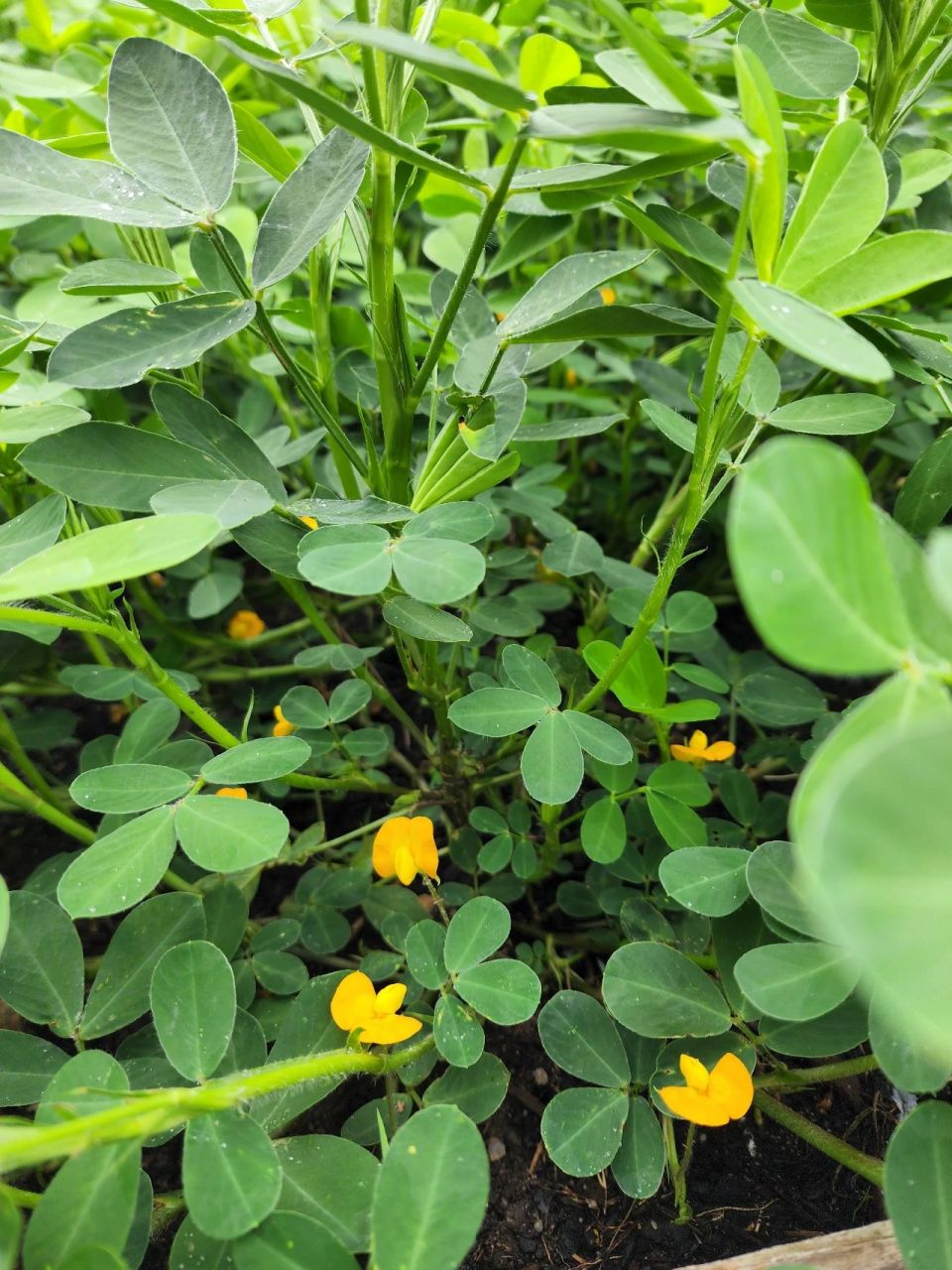 估计大概是说等花开始落了,就开始结花生