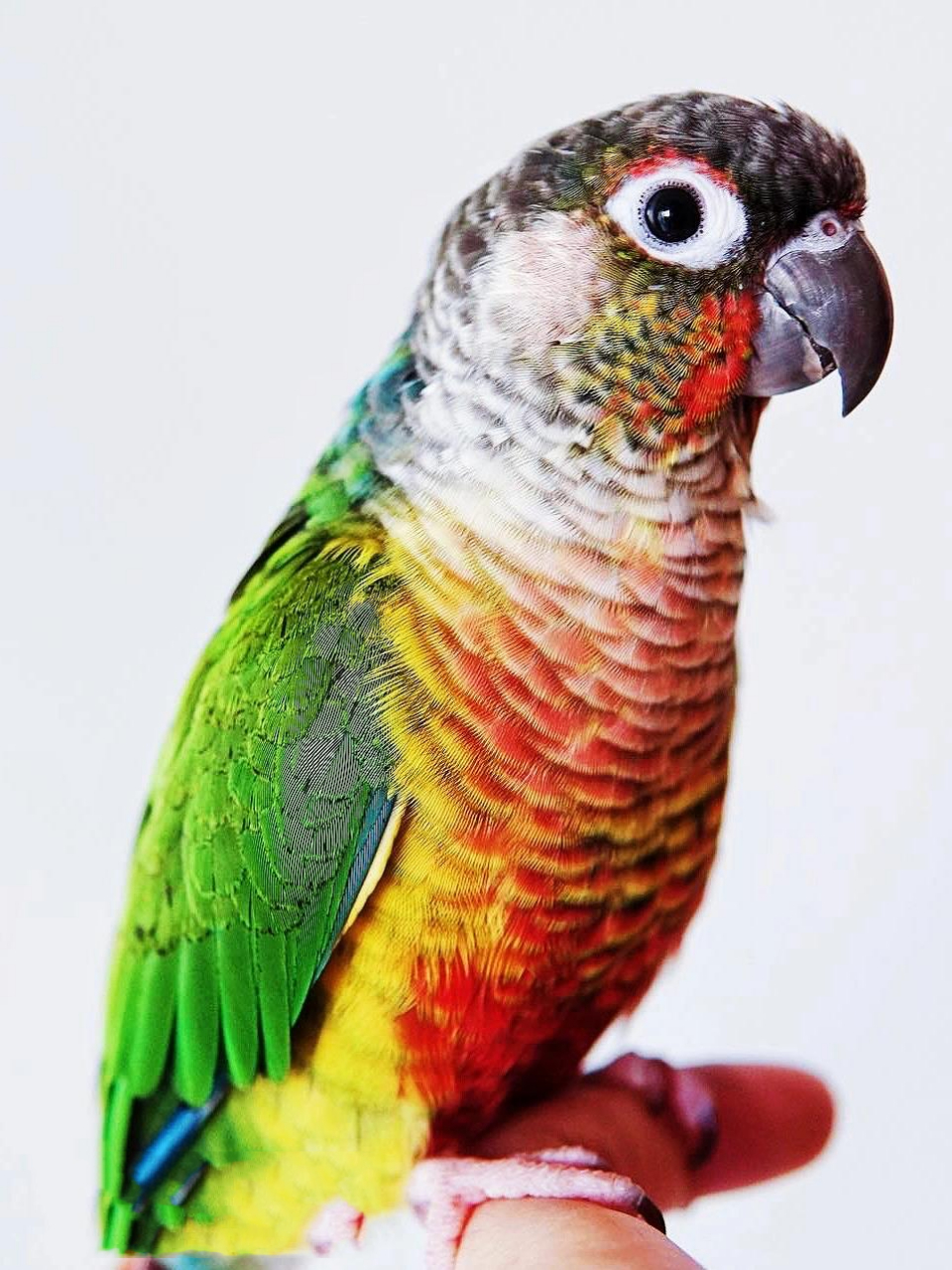 黄边小太阳鹦鹉 细节图分享给大家 小太阳鹦鹉是根据本身颜色来区分品