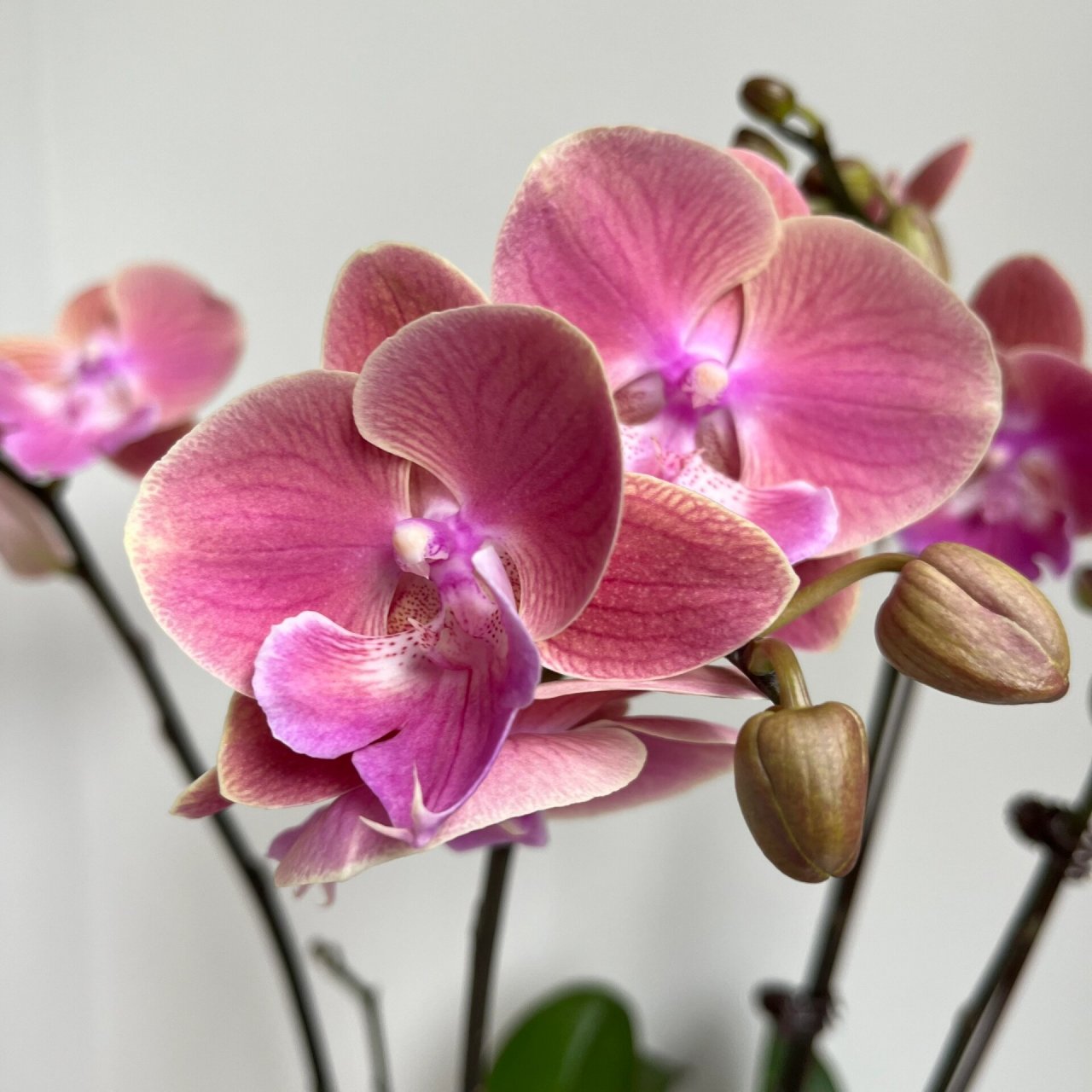 不惧炎热的蝴蝶兰唯美;和名字一样美丽优雅!