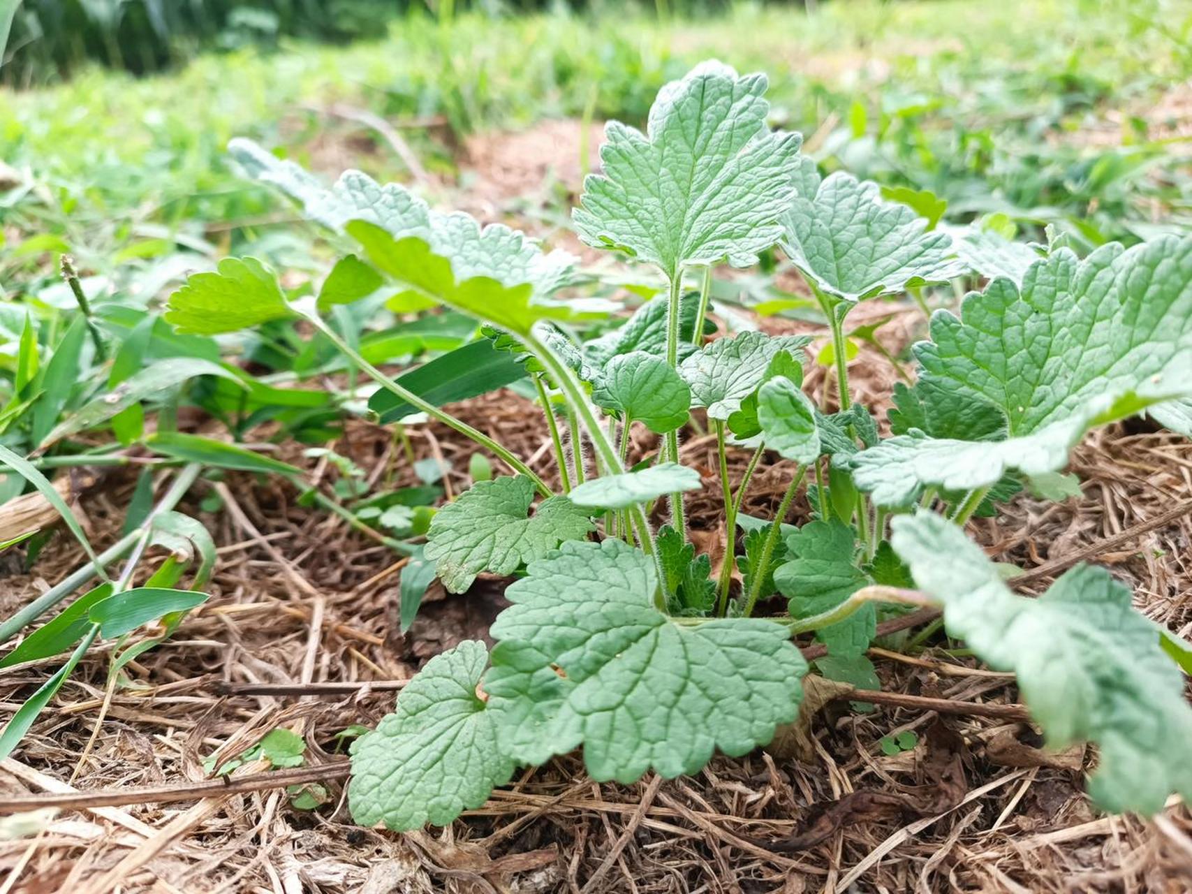 夏至草  夏至草,唇形科夏至草属植物,lagopsis supina.