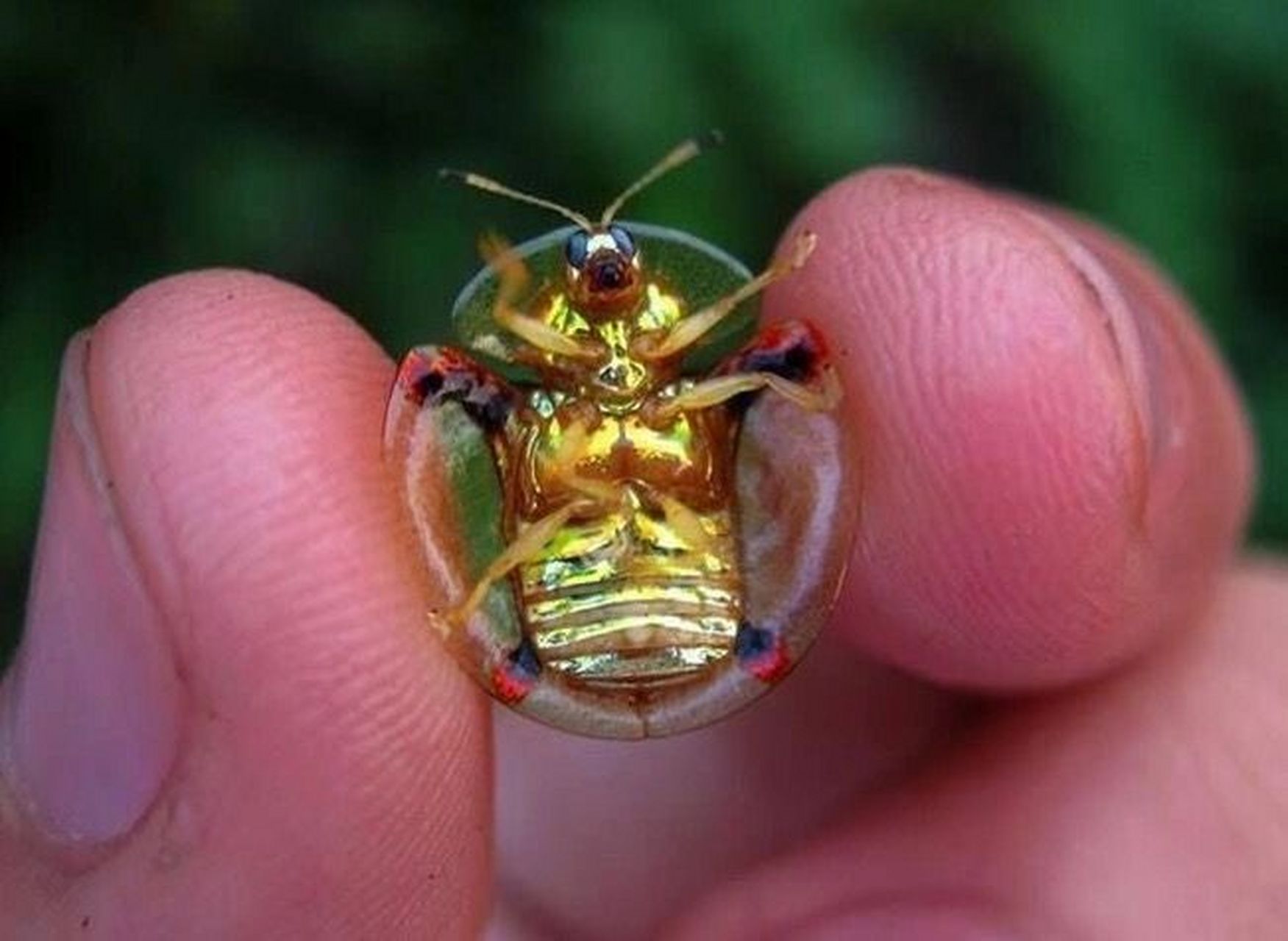 黄金龟甲虫真的含有黄金吗?