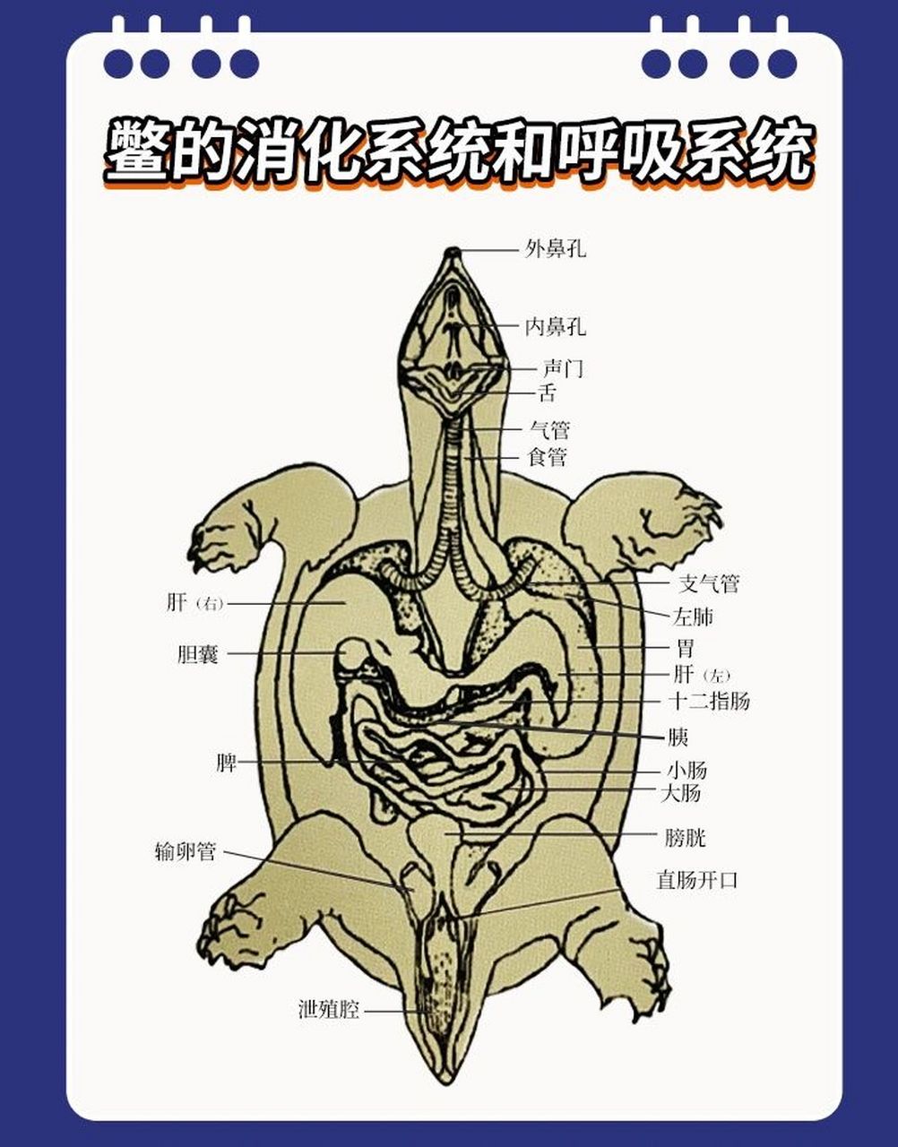 鳖的消化系统和呼吸系统 鳖的消化系统和呼吸系统 1
