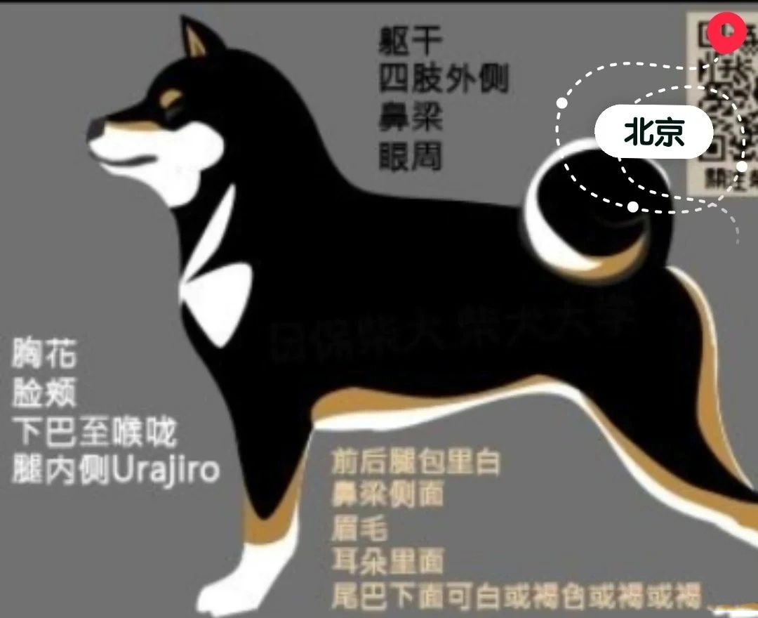 三分钟带你解读黑色柴犬95