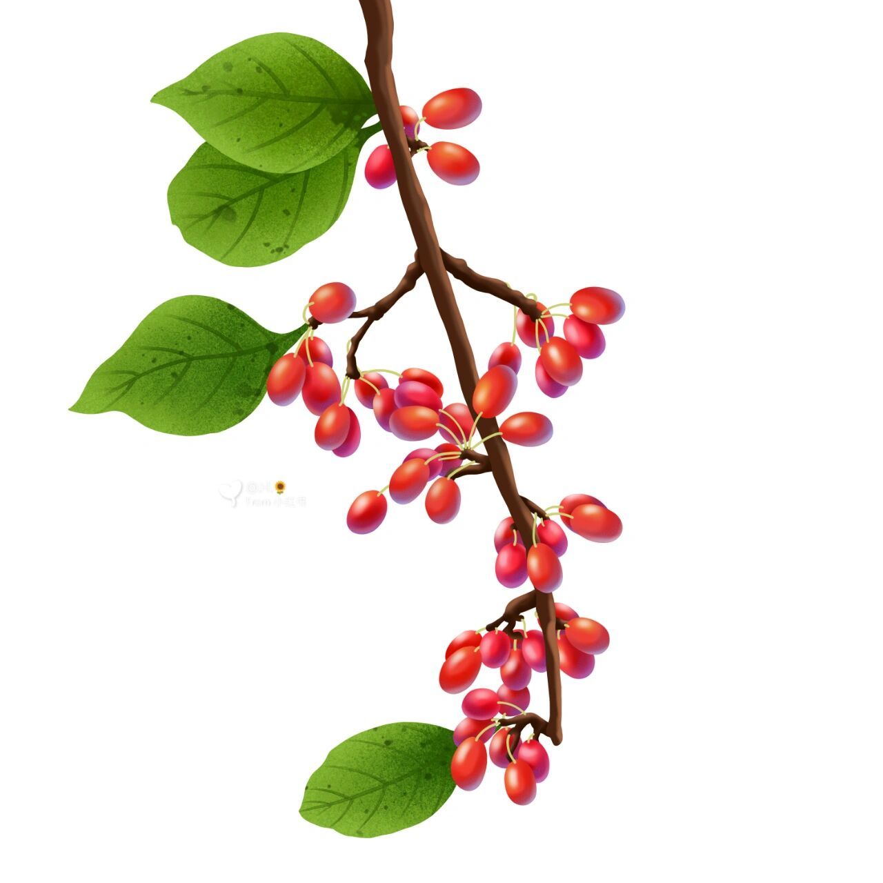 绘画素材‖茱萸素材分享集合 —— —— —— 蟋蟀期归晚,茱萸节候新.