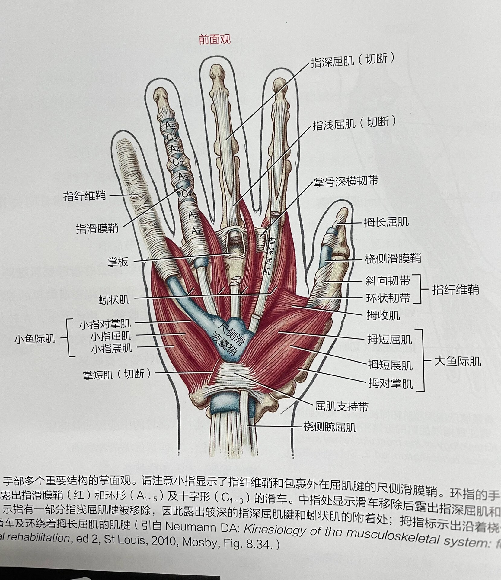 指深屈肌 拇长屈肌 ‼️指浅屈肌分出4条肌腱,每条都指向1根手指