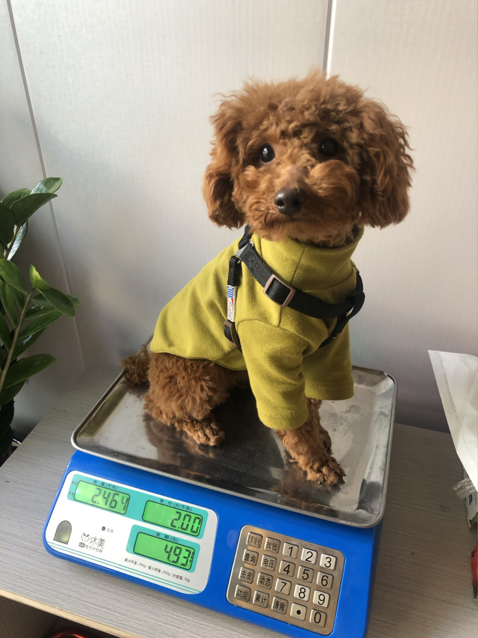 今天抱到店里称了下, 这体重…啥时候才能长大丫,小伙子.