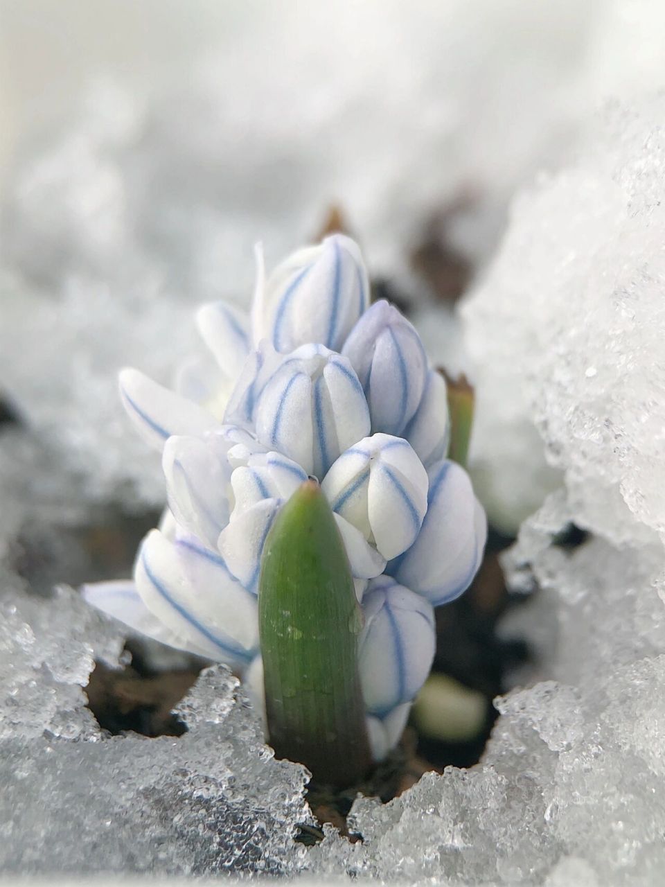记录这场雪和糖球般的条纹海葱 条纹海葱的蓝条纹真的太美了,有预感
