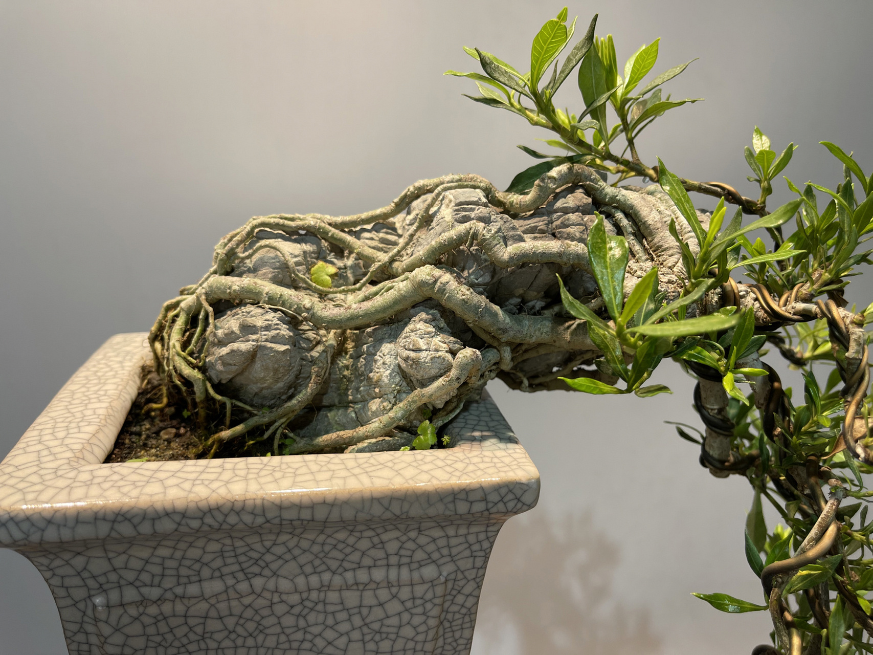 日本喜岱誉栀子花 | 叶小方为上品 很多人都喜欢养栀子花,却不知道