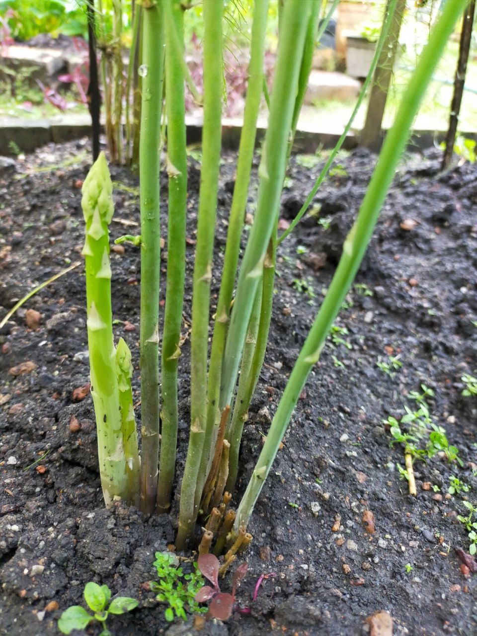 9890我家小菜园97 种有半年时间的芦笋苗越来越壮 看到芦笋一支