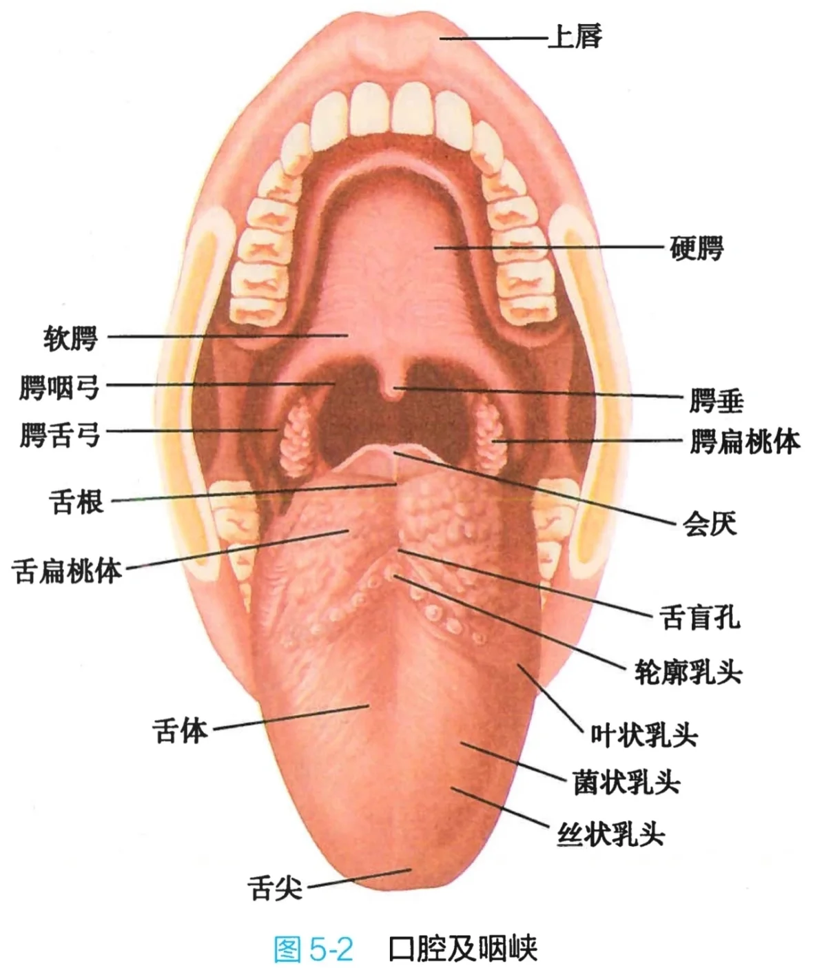 囗腔结构图图片