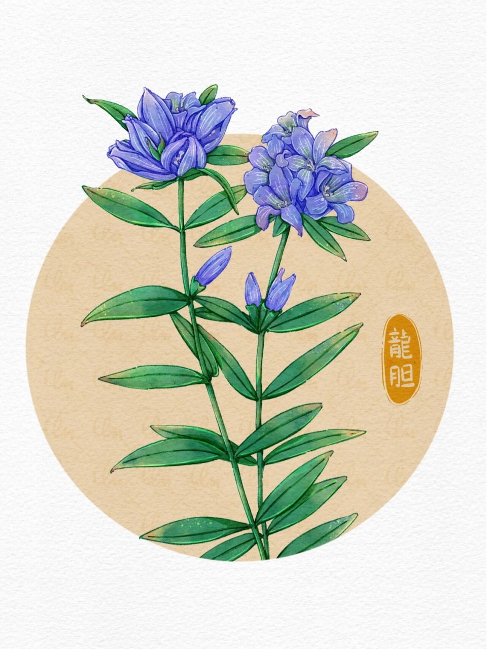 ipad水彩绘画|龙胆(药用植物篇)
