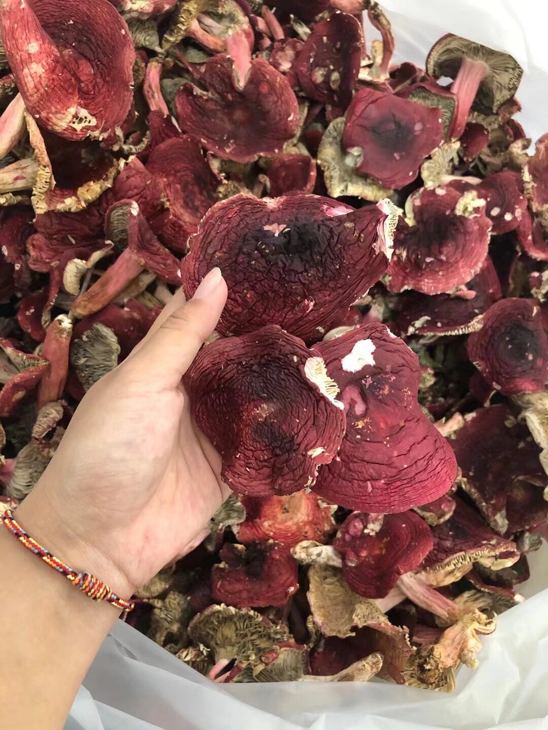 云南野生红菇上市啦 红菇季 鲜在当季,舌尖上的山珍 补气血~随便搭配