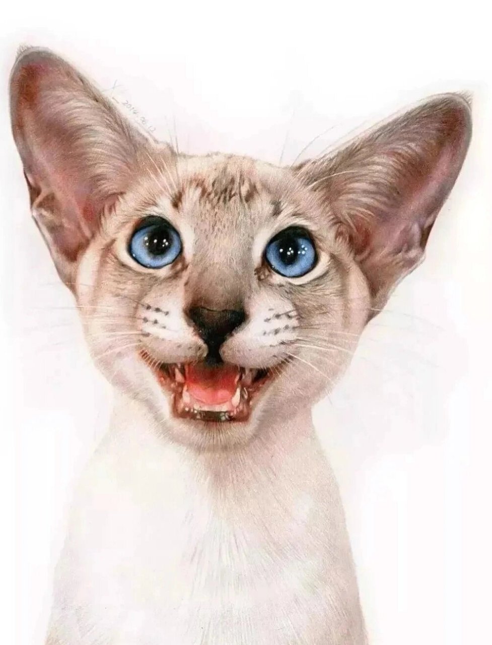素描彩铅猫咪作品分享 一组萌宠猫咪作品分享!