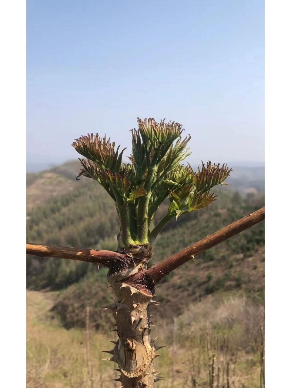 刺嫩芽树图片大全图片