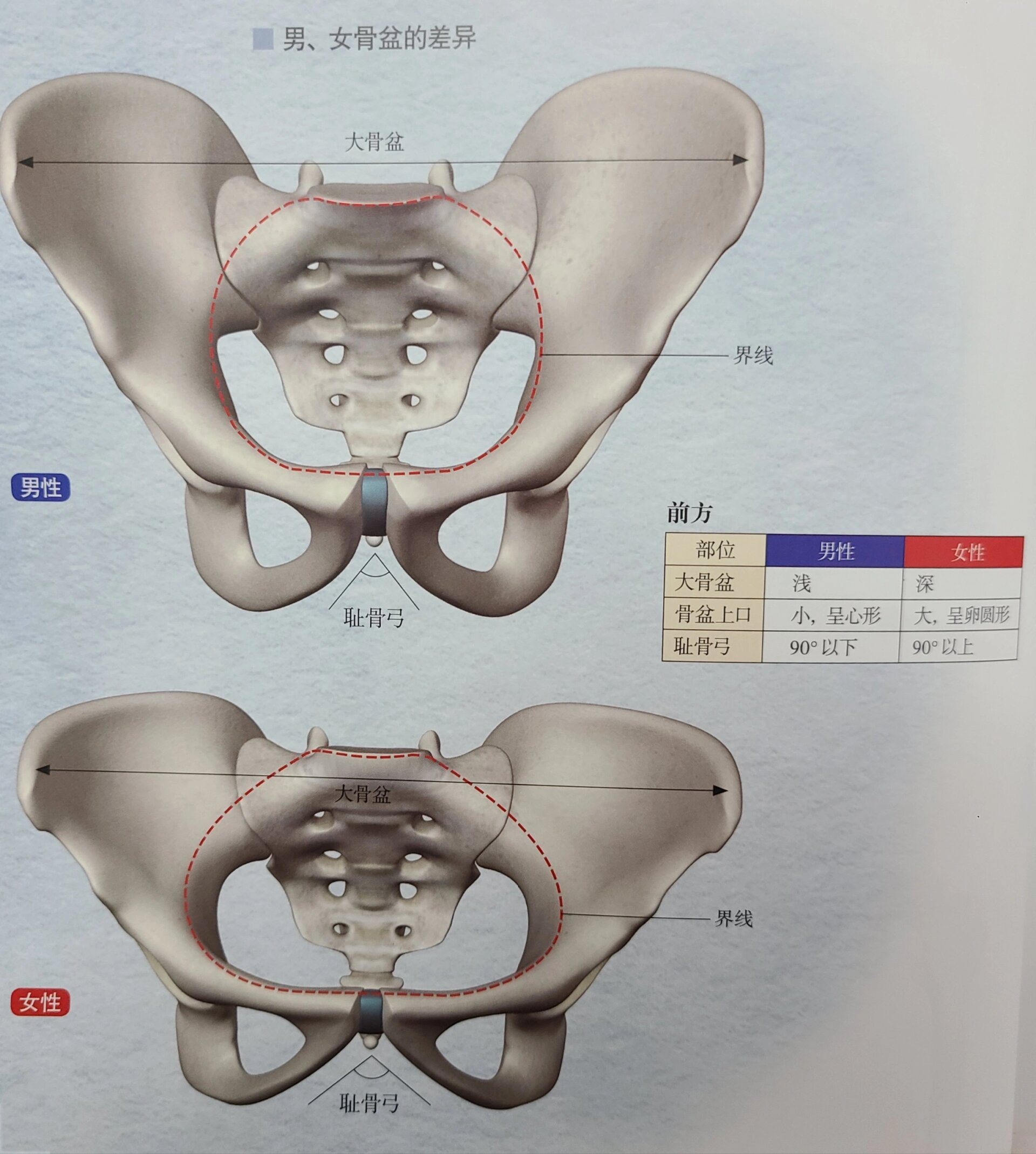 ❤️男性与女性骨盆存在相当大的差异