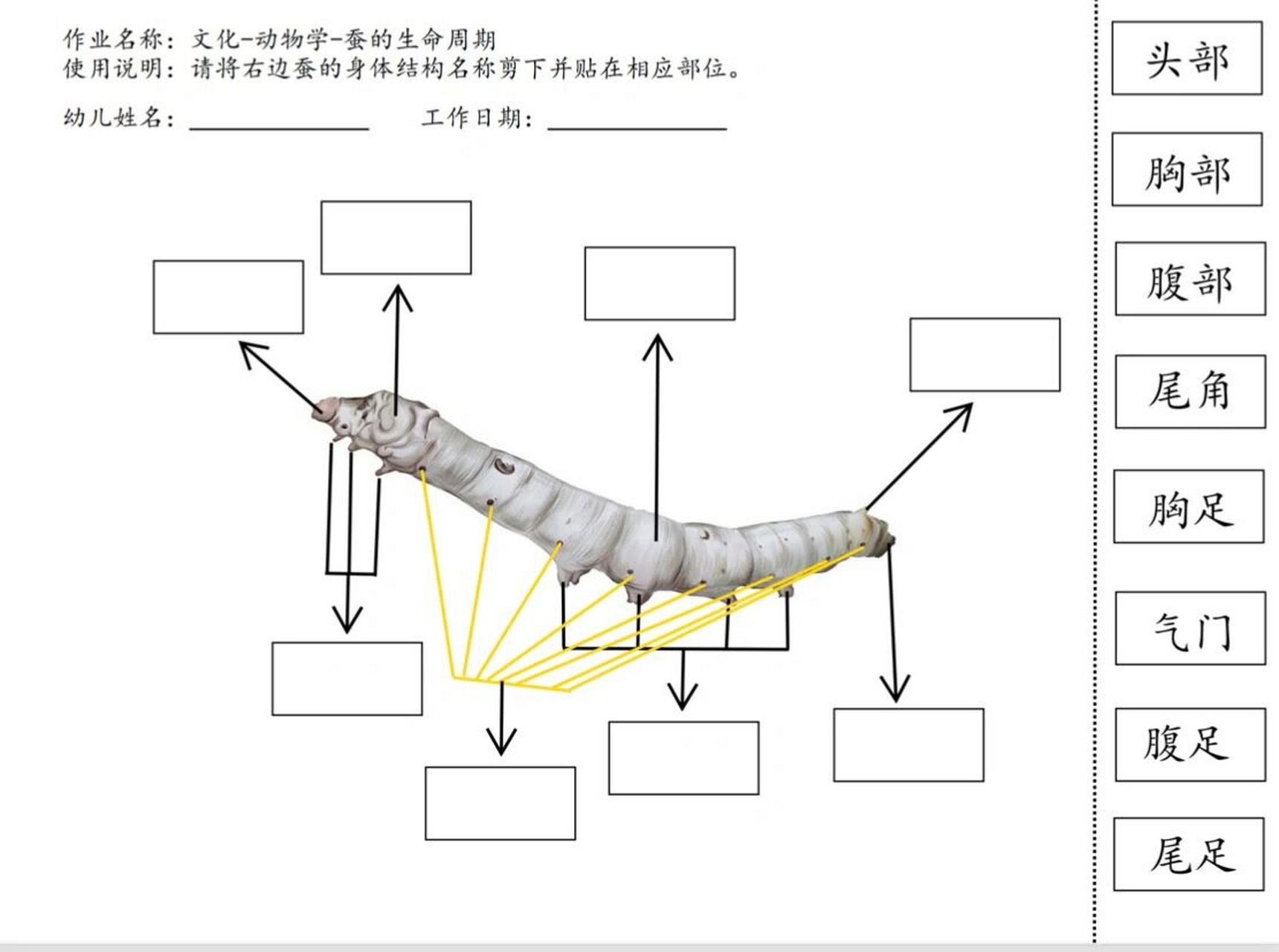 蒙氏文化—蚕的身体结构和作业纸