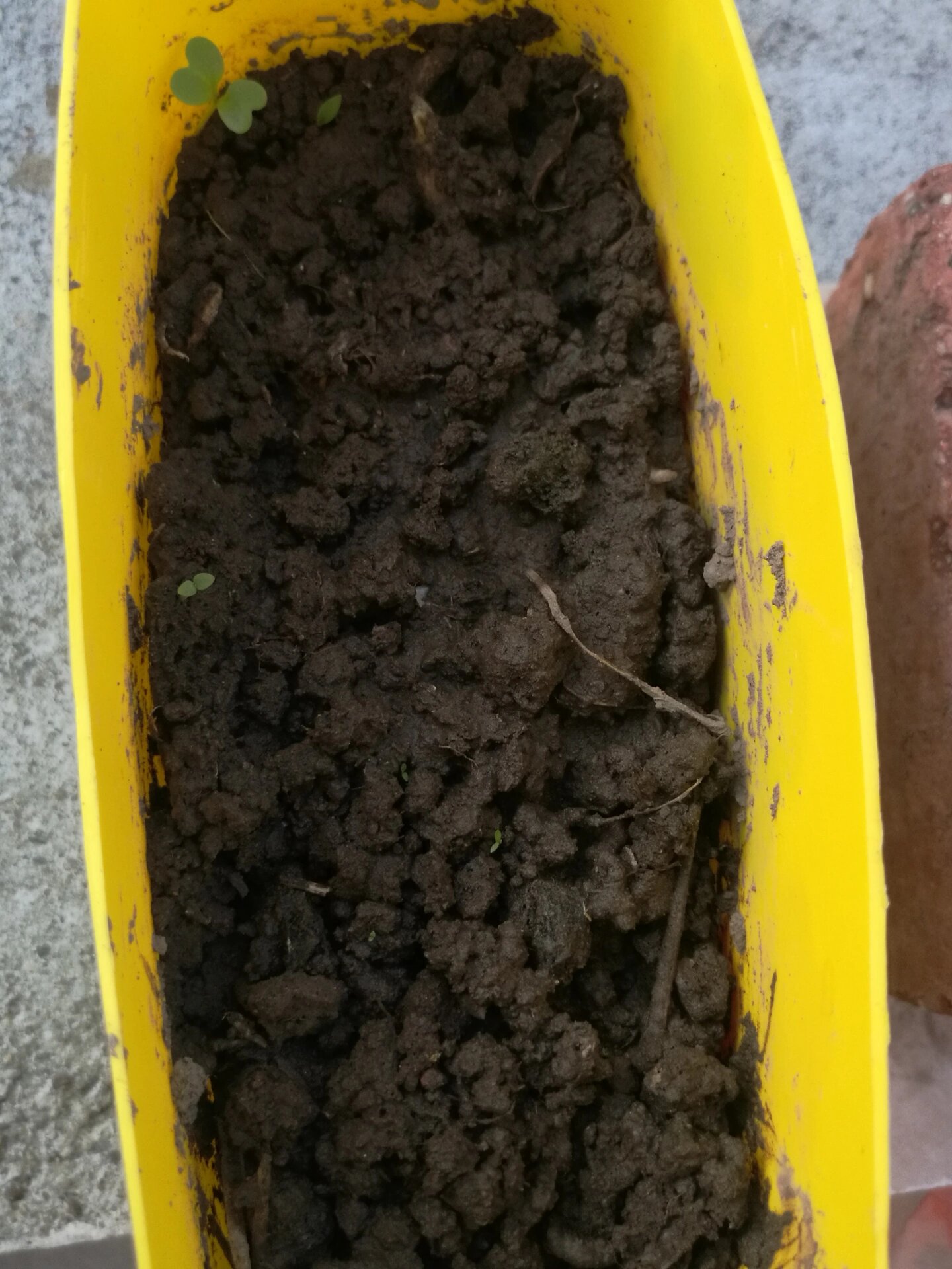 雏菊苗长这样嘛