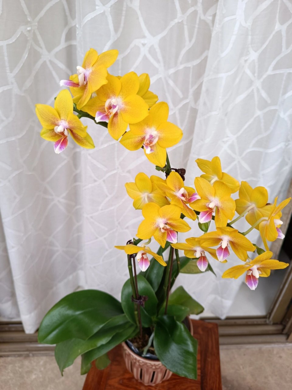 最近大爱,黄色带香味的蝴蝶兰彼自豪 我对黄色系蝴蝶兰还是有偏爱的