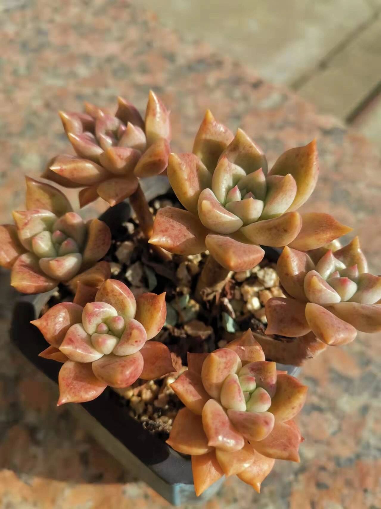 多肉璀璨一年四季变化(纯露养状态坐标上海) 璀璨🌵:🇰🇷韩国