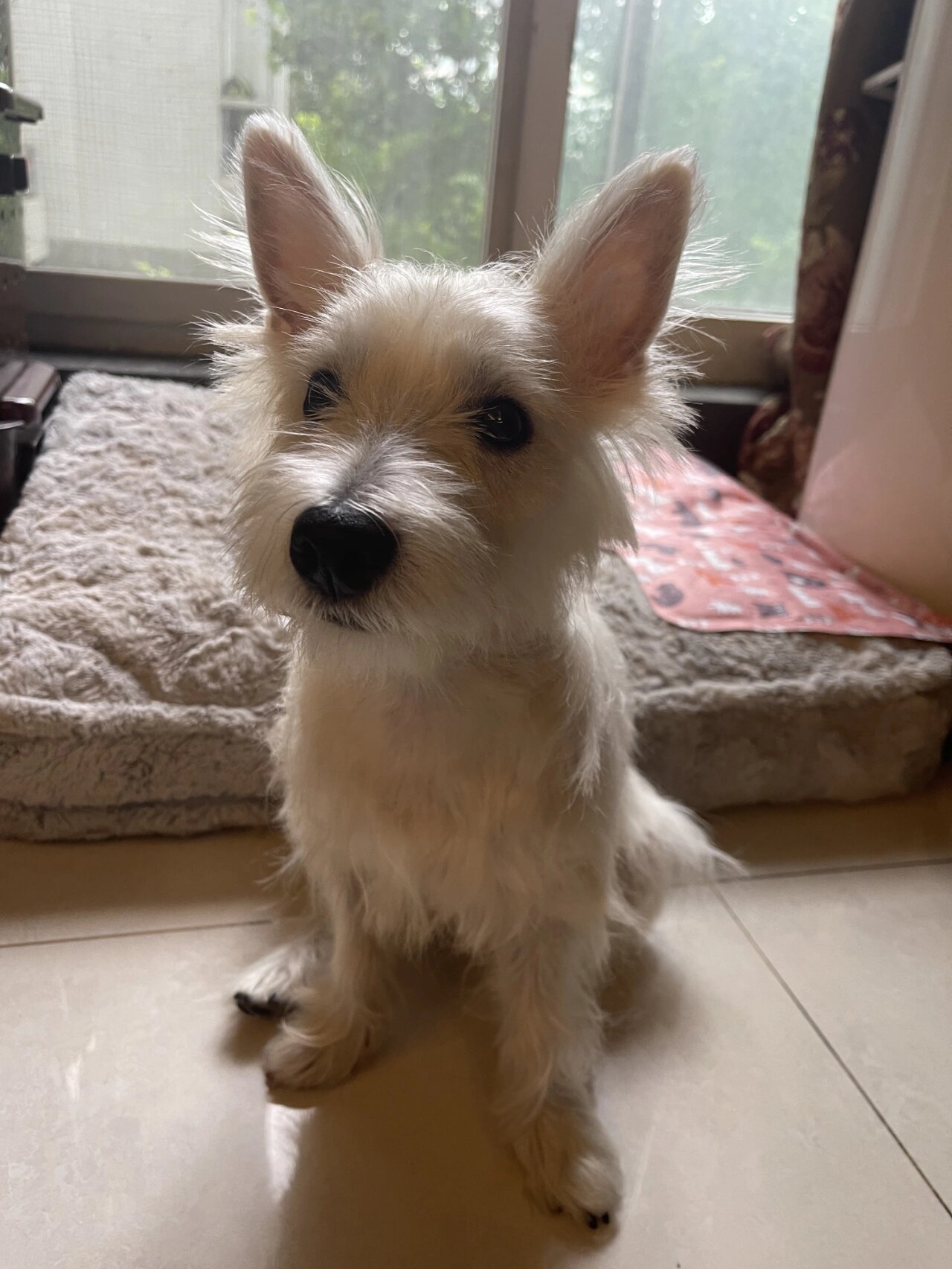 西高地Ⅰ掉毛毛