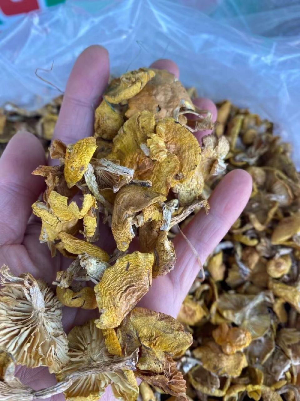 大东北深山野生小黄蘑～～天下第一鲜人工采摘,自然晾晒,挑拣的非常