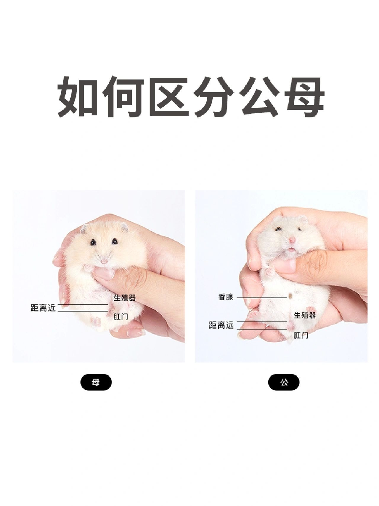仓鼠饲养手册——性别