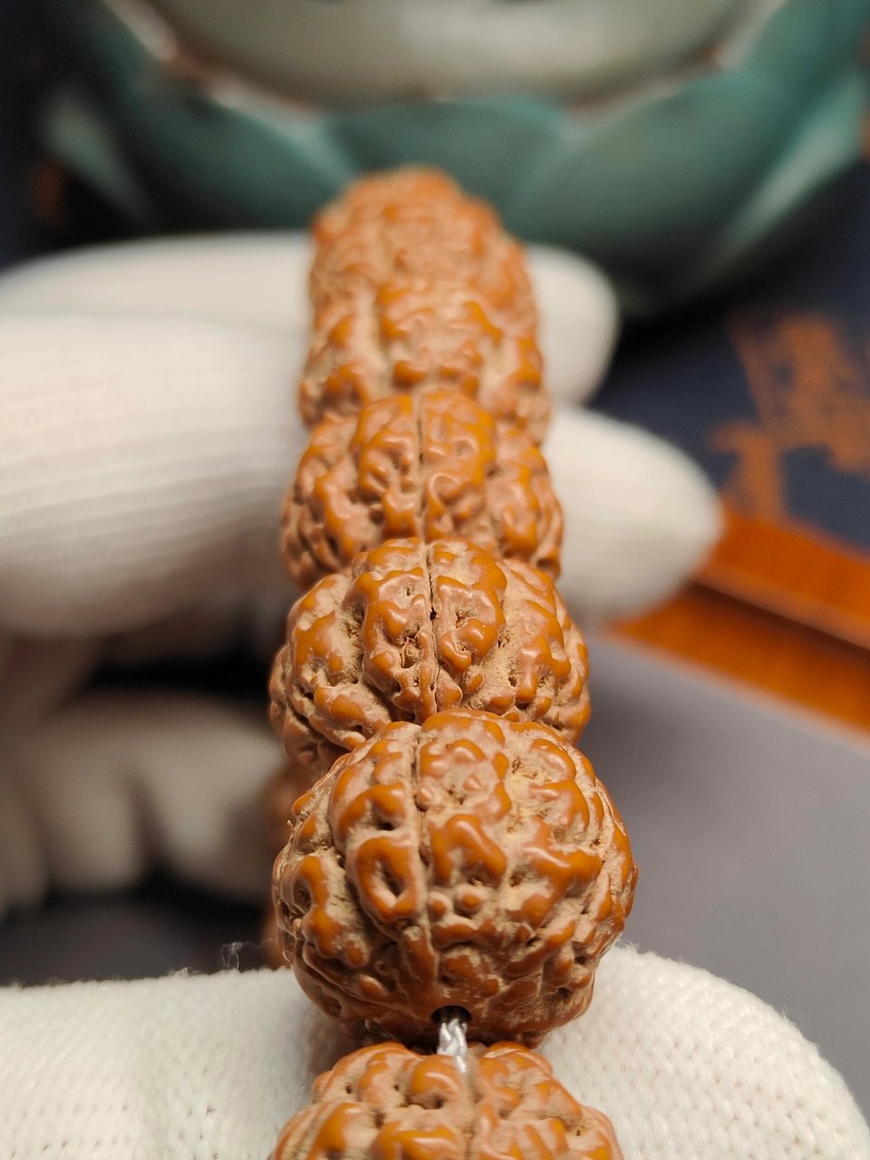 【跳跳龙】小金刚单圈 又名龙珠 今年超火品种 17mm超大尺寸 籽正不歪