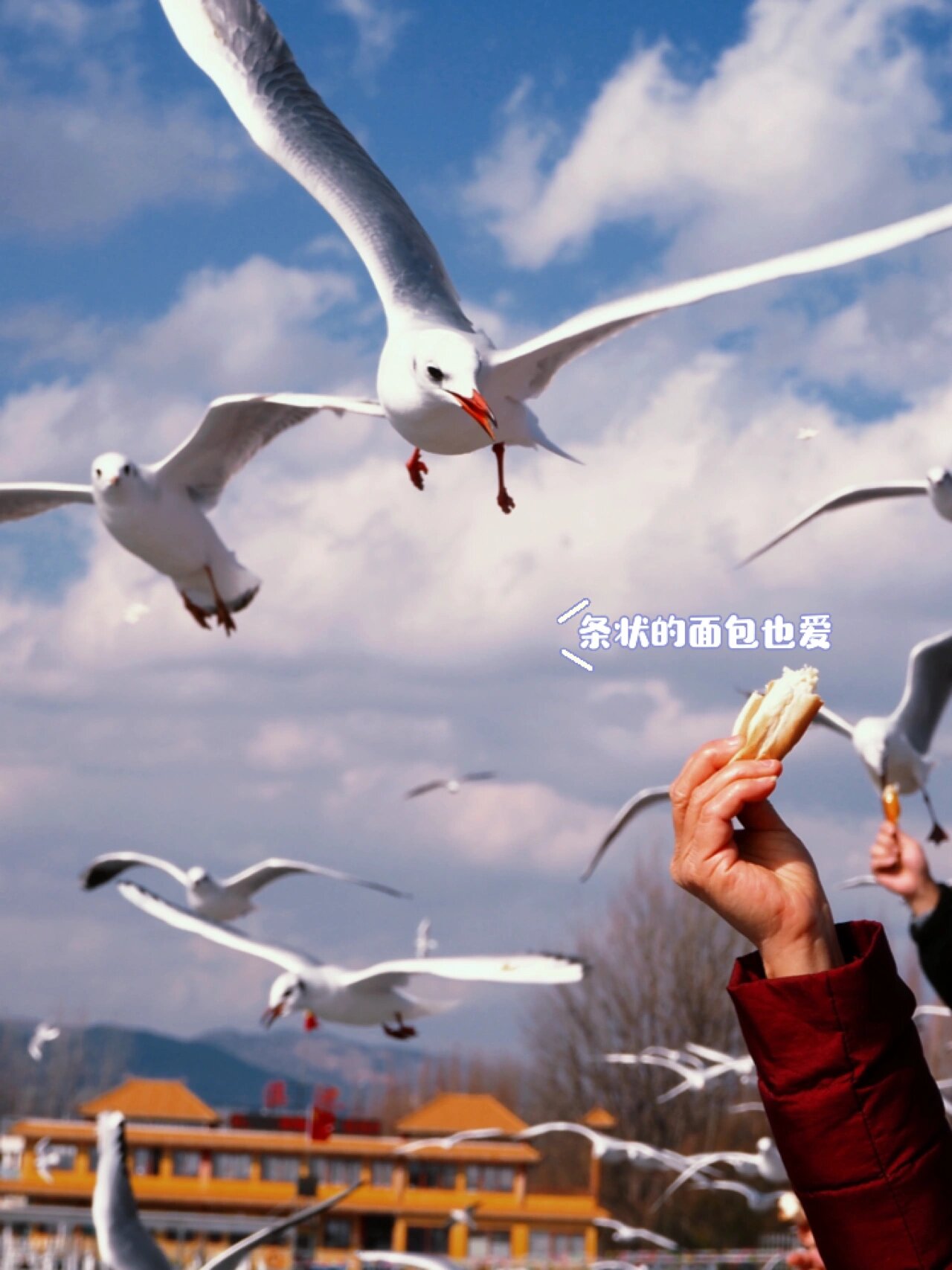 滇池红嘴海鸥不是什么面包都爱吃的!