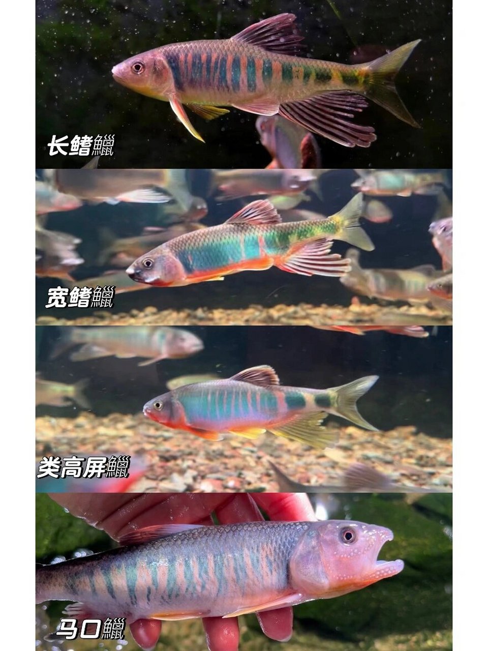 宽鳍鱲追星图片