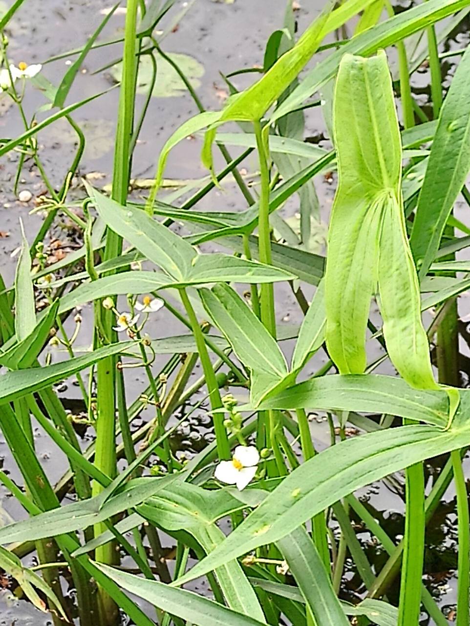 别名:慈姑,水慈姑,三脚剪 花语:永恒的爱恋,纯粹丶永结同心,高贵卜膊