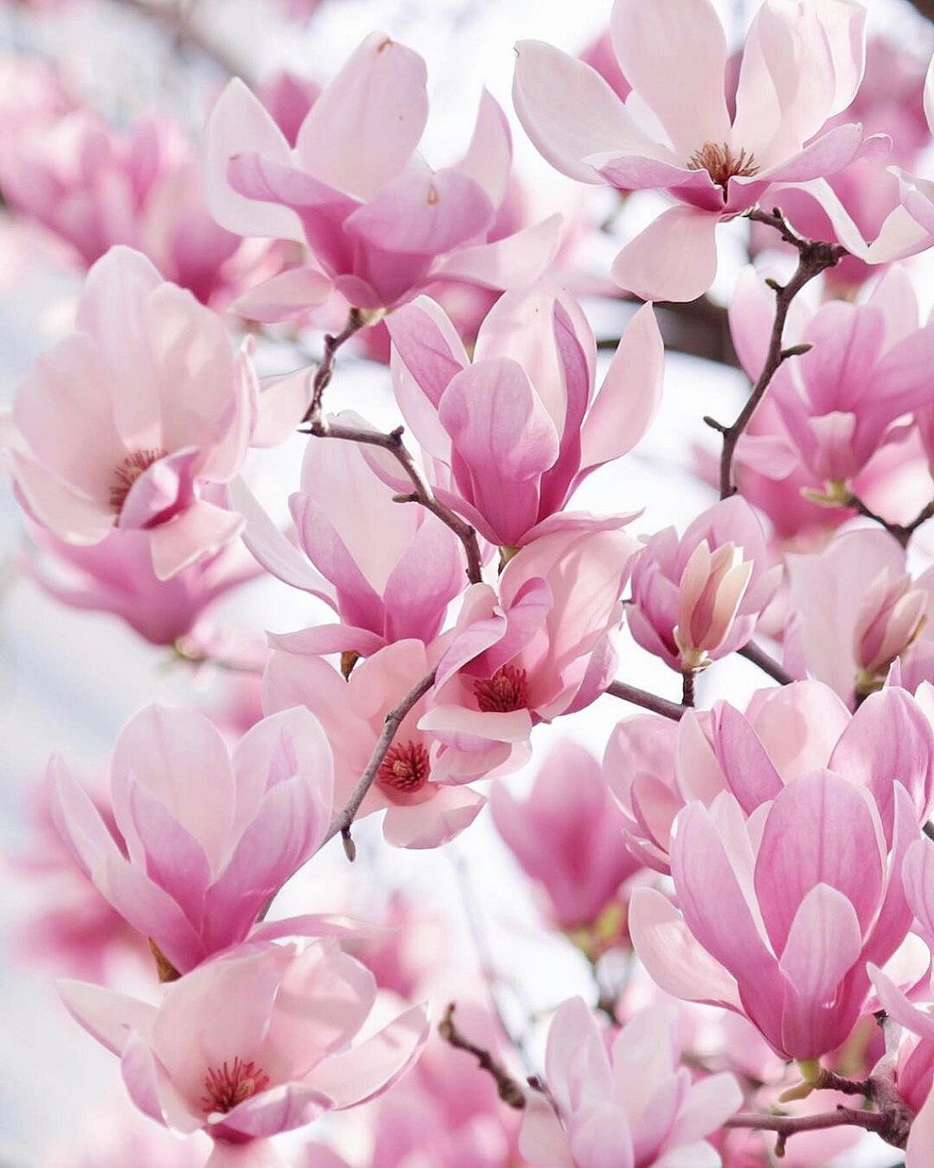 白玉兰—花白如玉,花香如兰 三月,白玉兰也迎来了开花的季节啦~她的