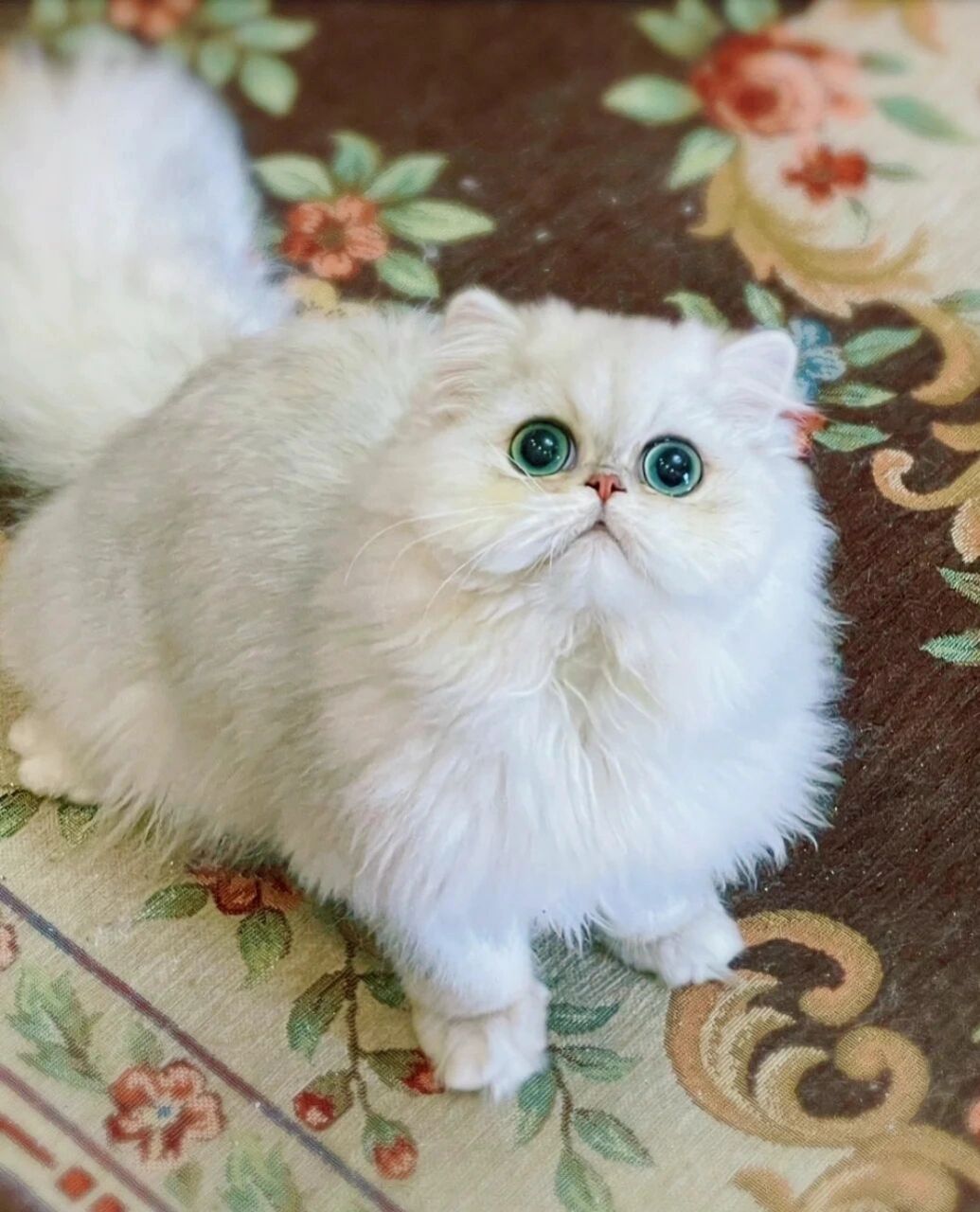 金吉拉与长毛银渐层如何分辨 5个方法教你区分长毛银渐层和金吉拉