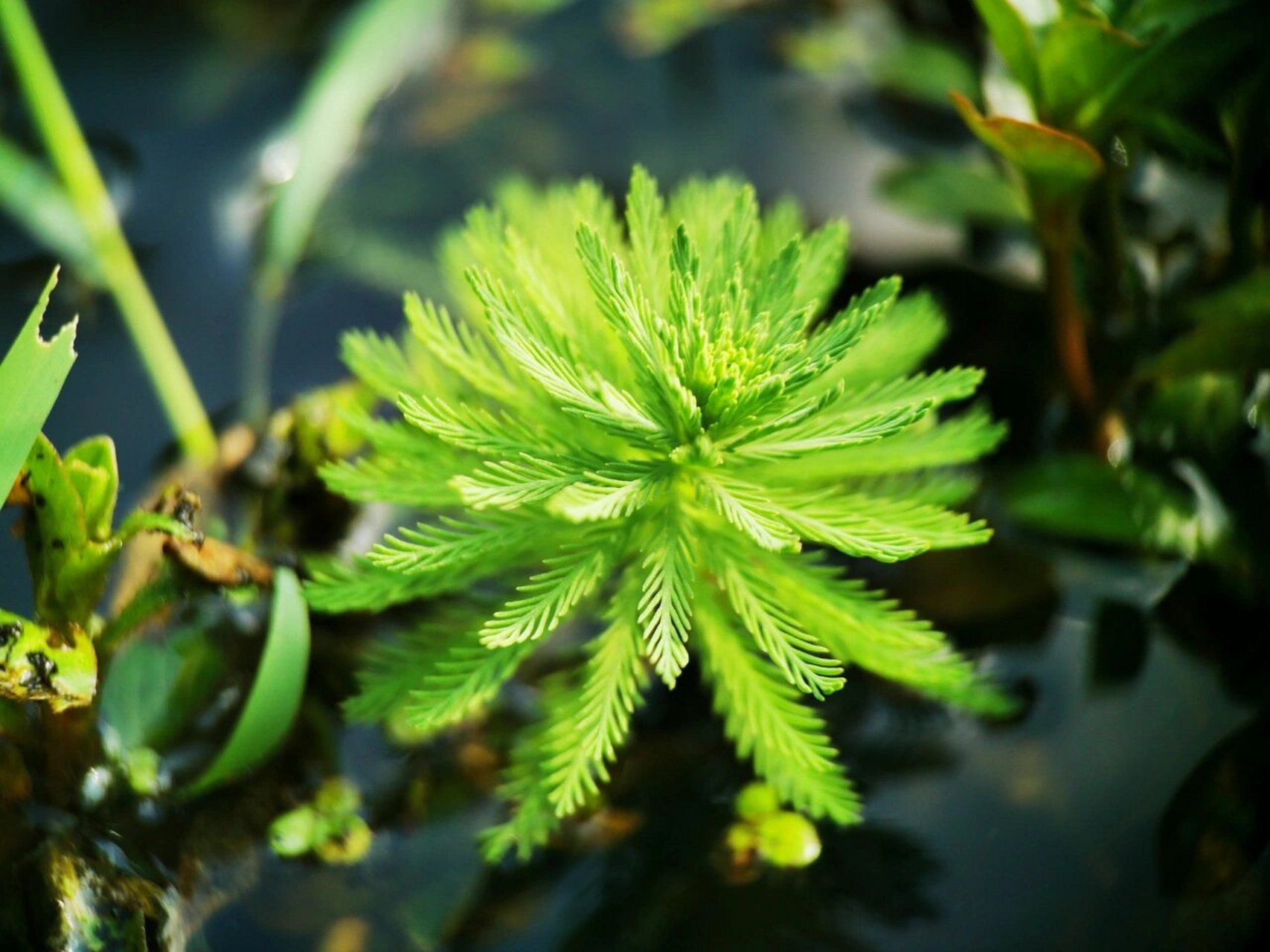 池塘里的水草