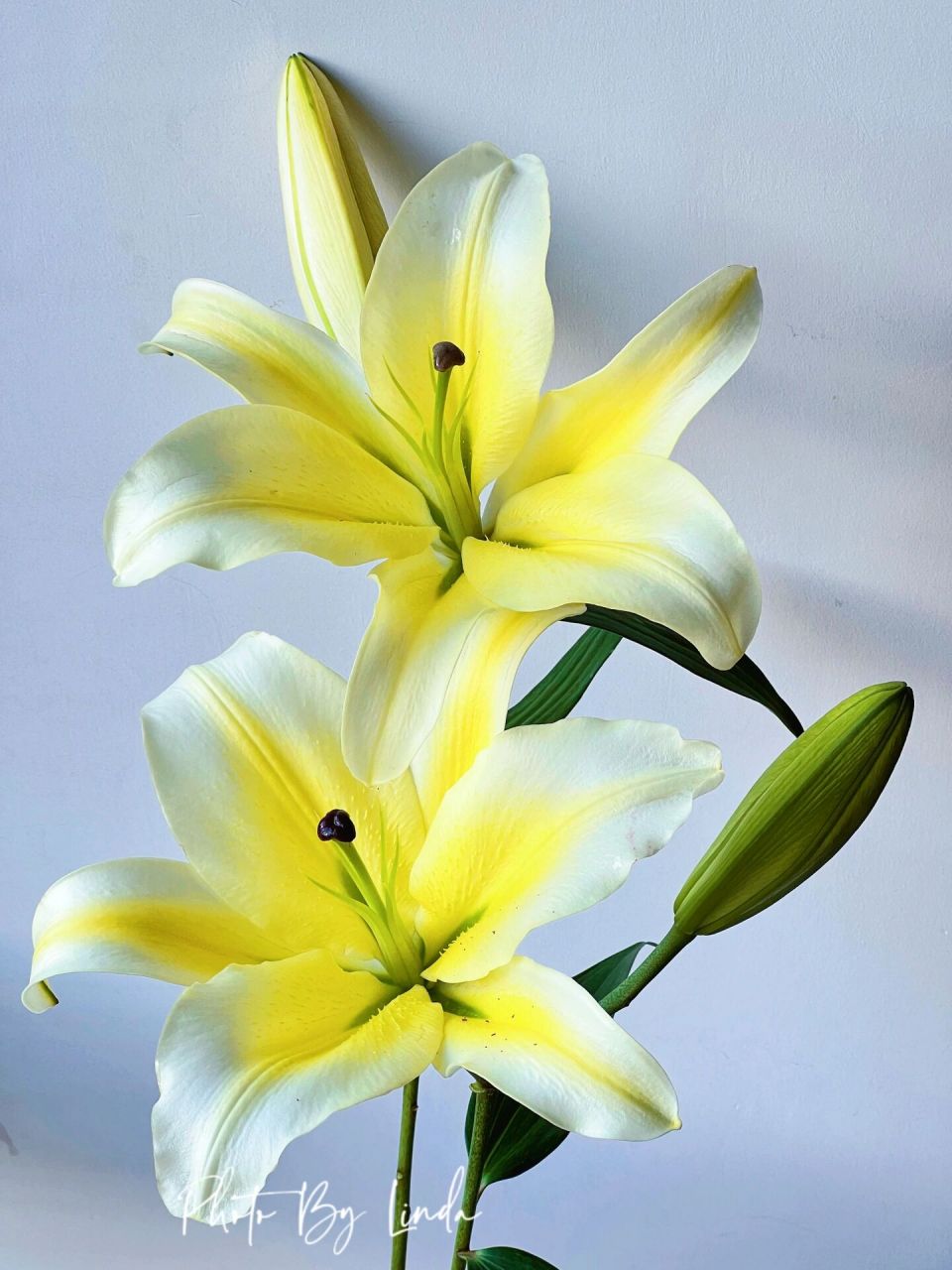 分享一款无香的百合    木门百合   	 又称绝代双骄 	 94花型 花型