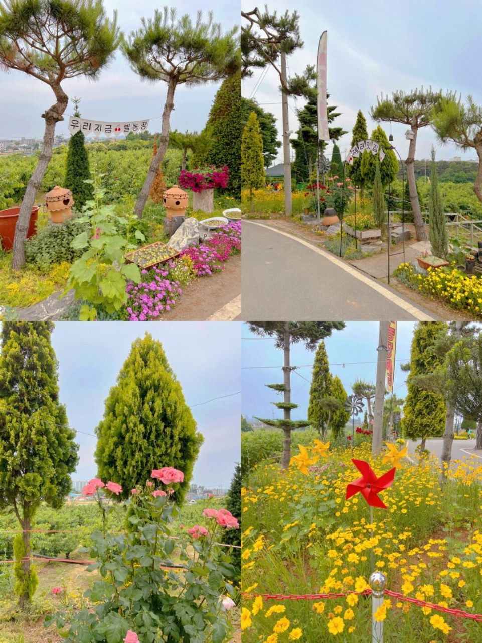 农场刚开始营业,今天去樱桃基本还是满枝丫的状态,六月中旬估计是成熟