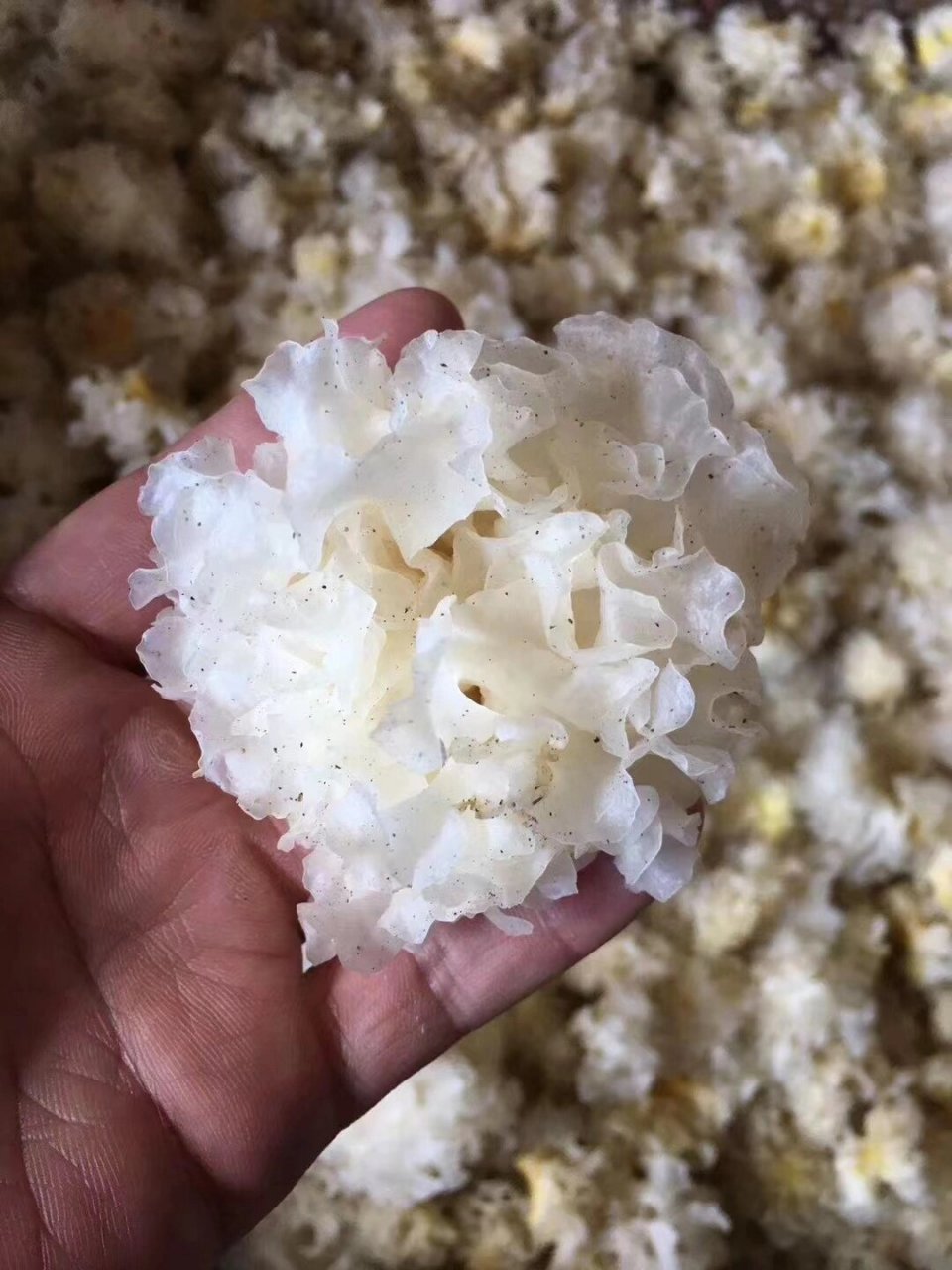 这里面银耳966个品种 有机本草银耳/椴木小银耳/黄金糯耳/雪耳/黄耳